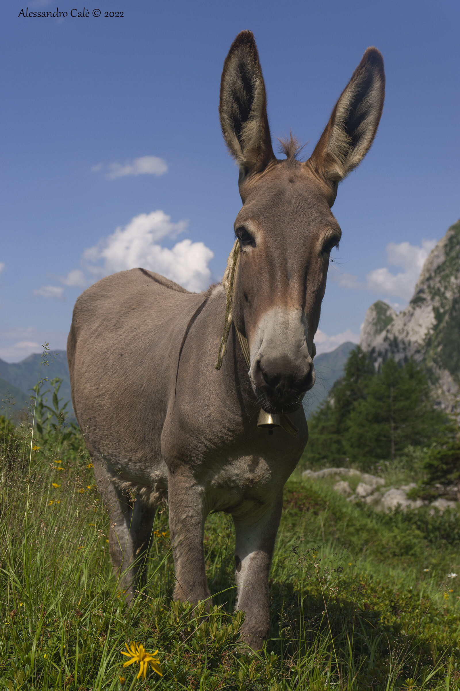 Un fedele amico 6720