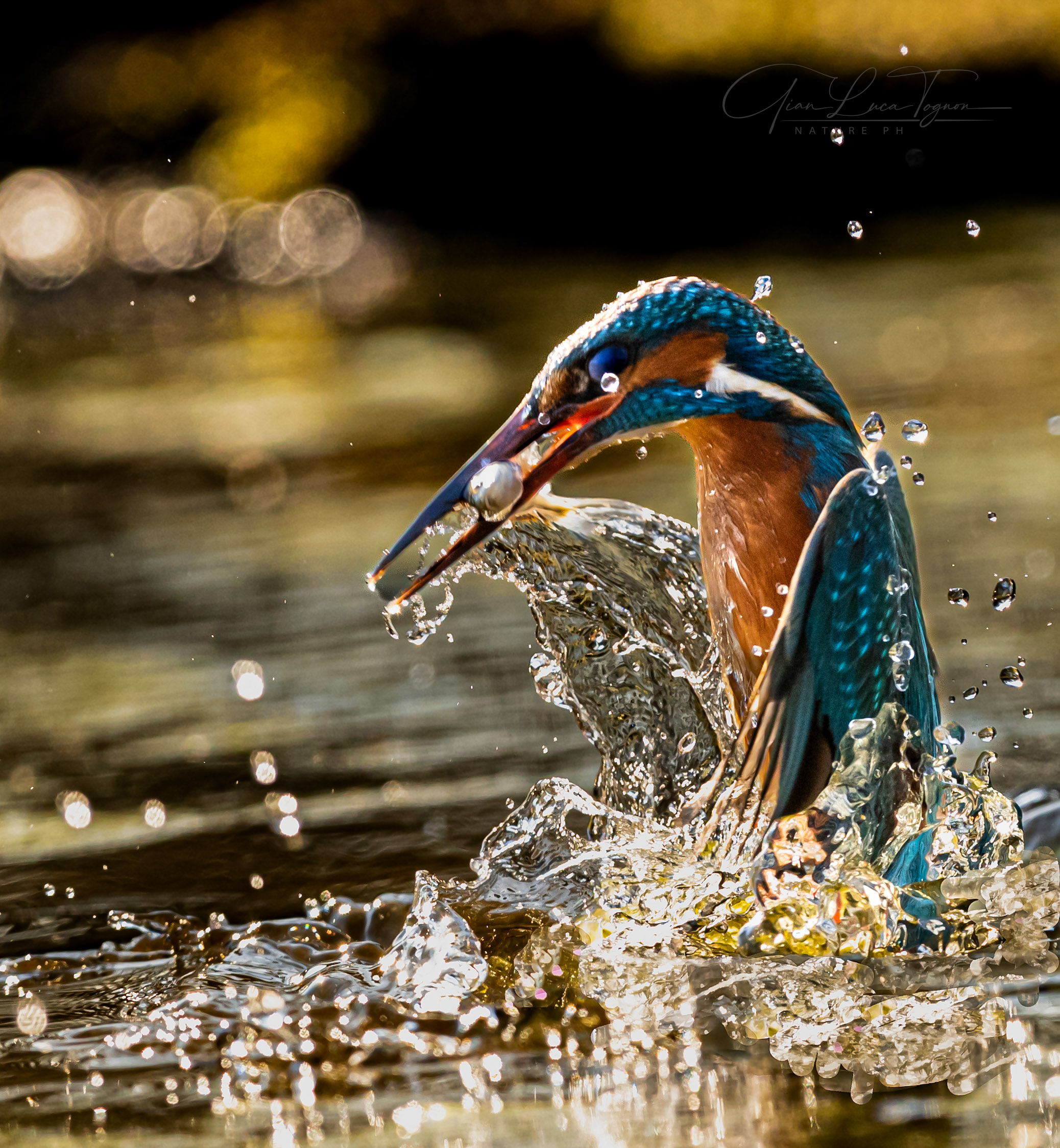 Cacciatore al tramonto | Hunter at sunset