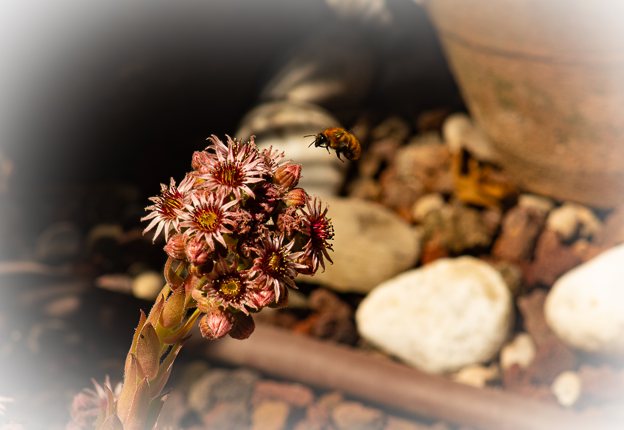 succulent (with incoming guest)