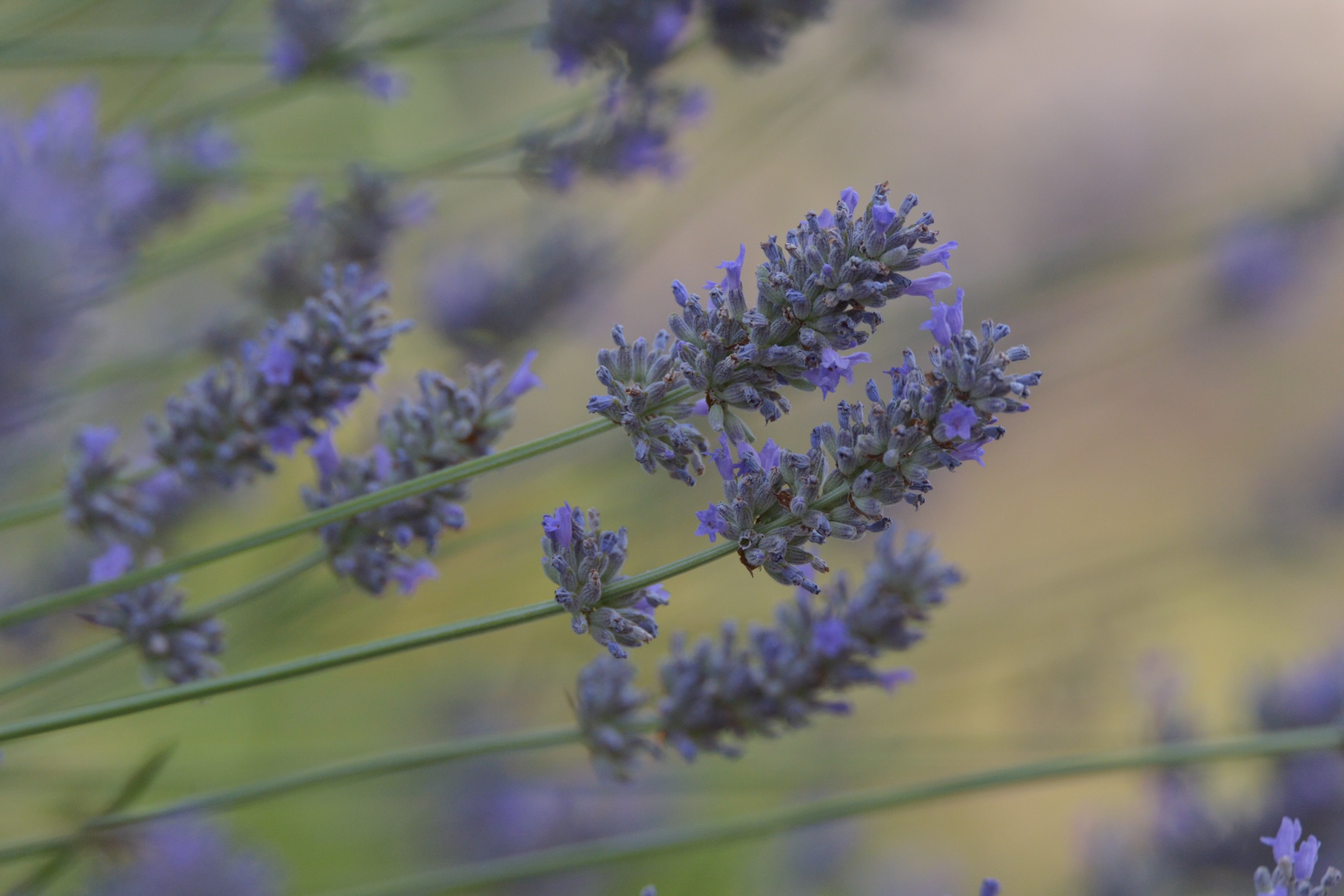 Lavender in the foreground