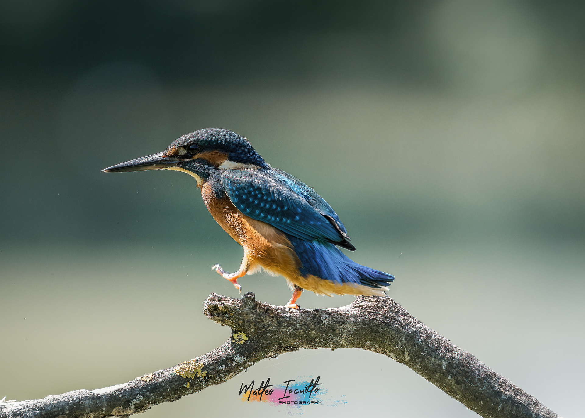 Walking on the twig...