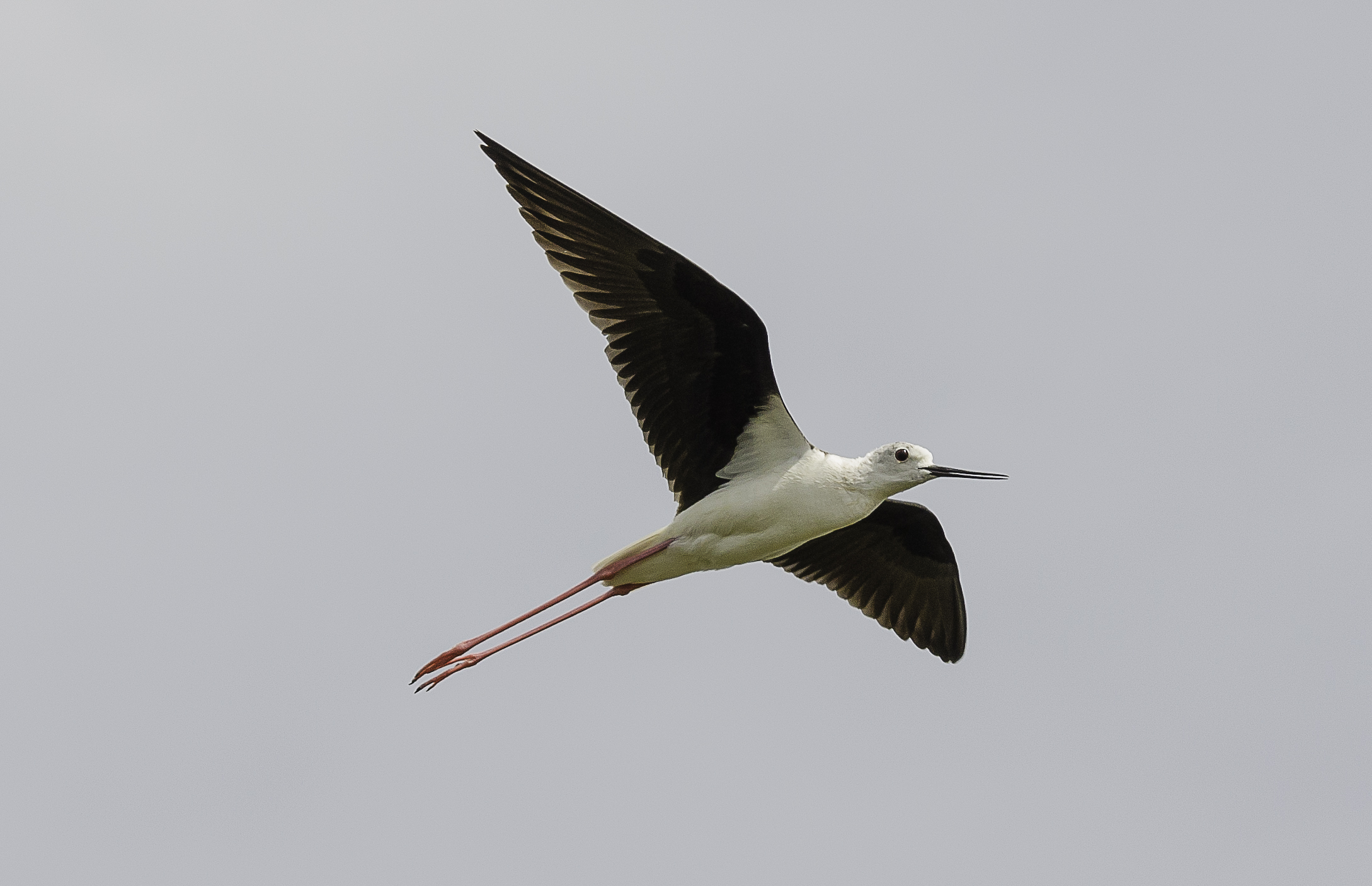 Knights of Italy flight Budoni