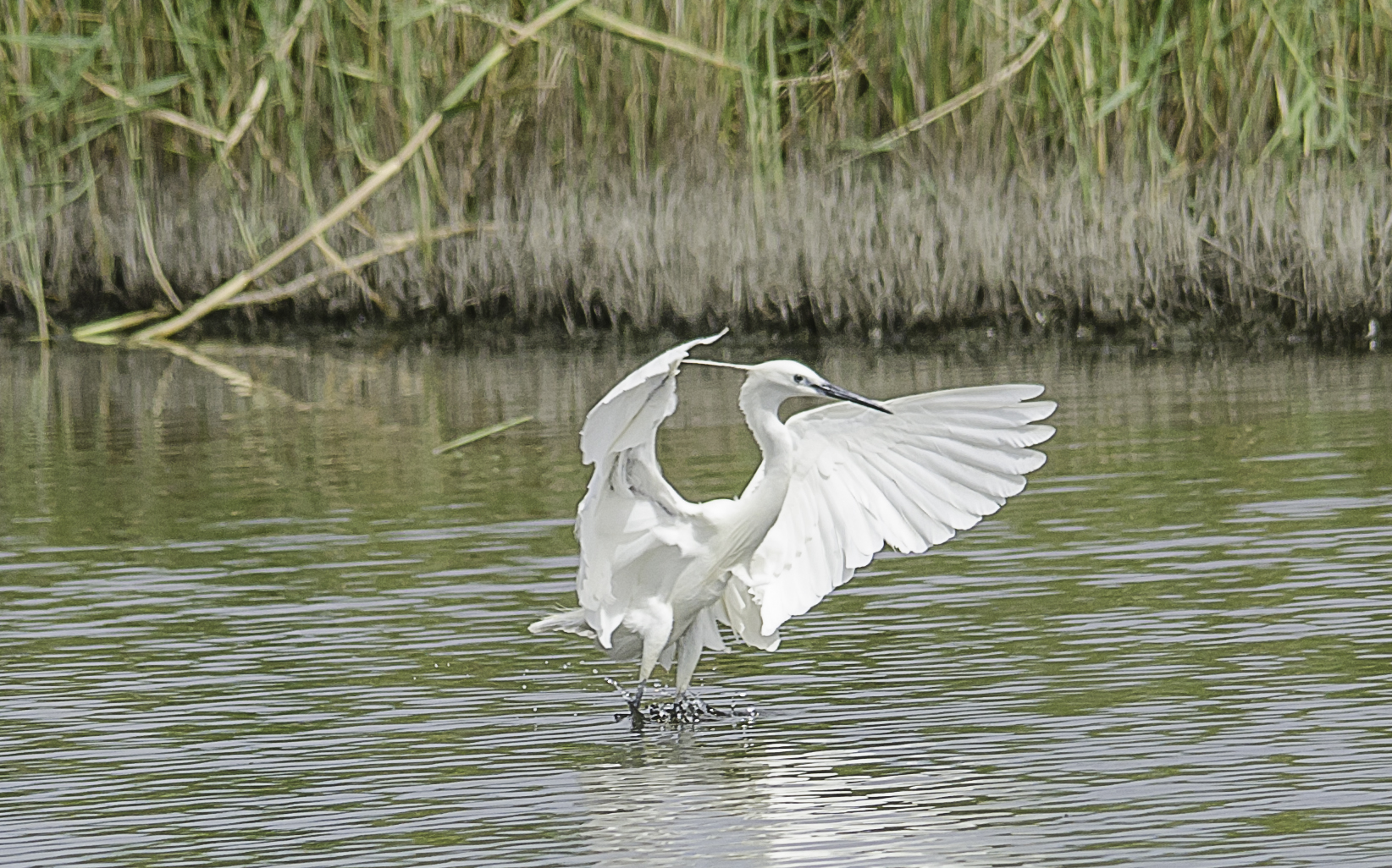 Egret pond salamaghe Budoni