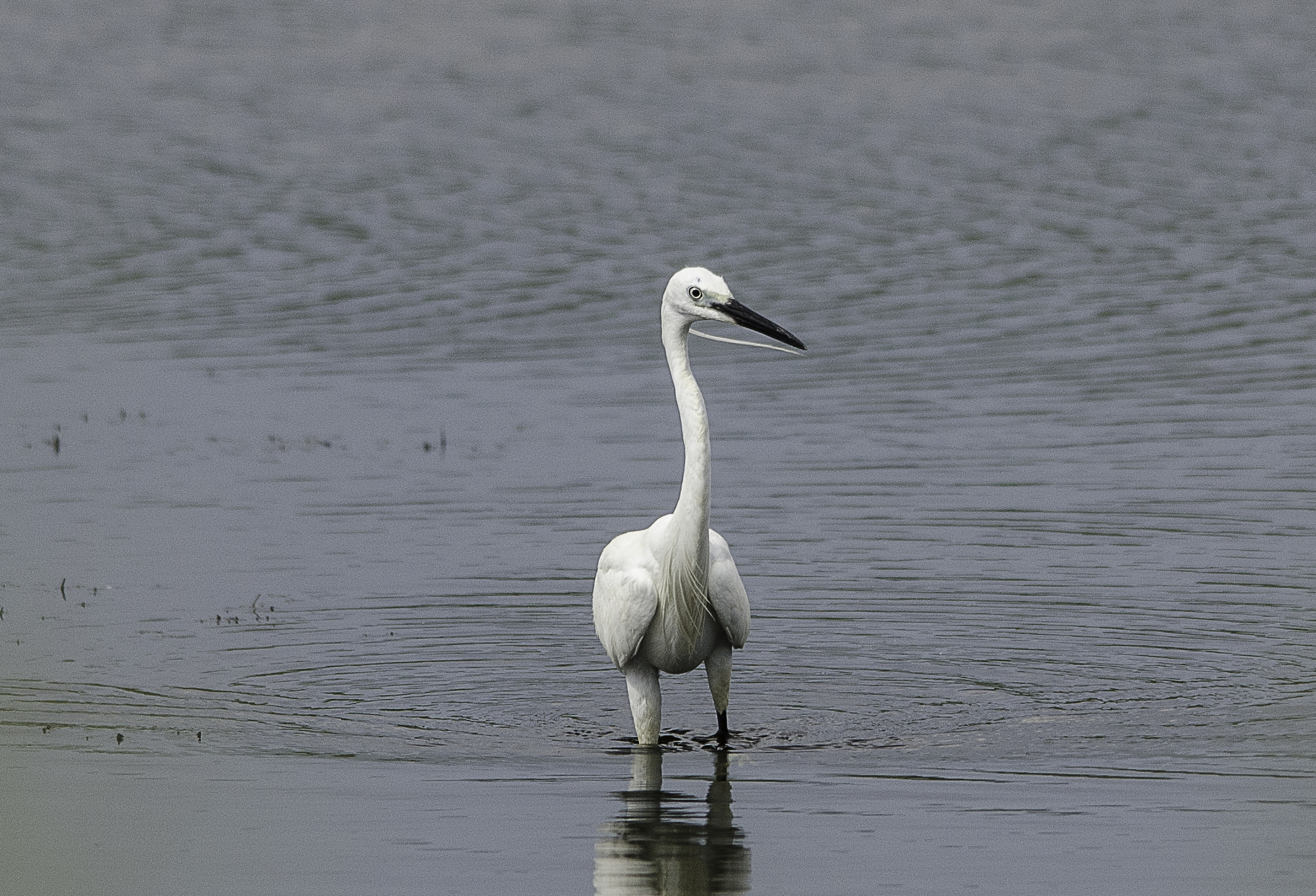 Egret salamaghe Budoni