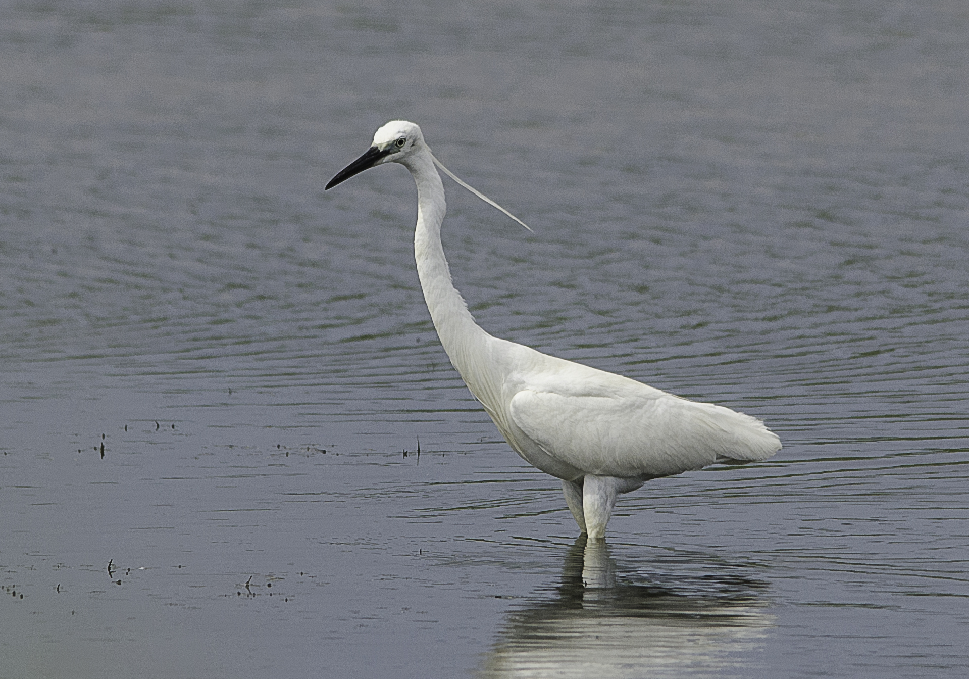 Tin egret salamaghe Budoni