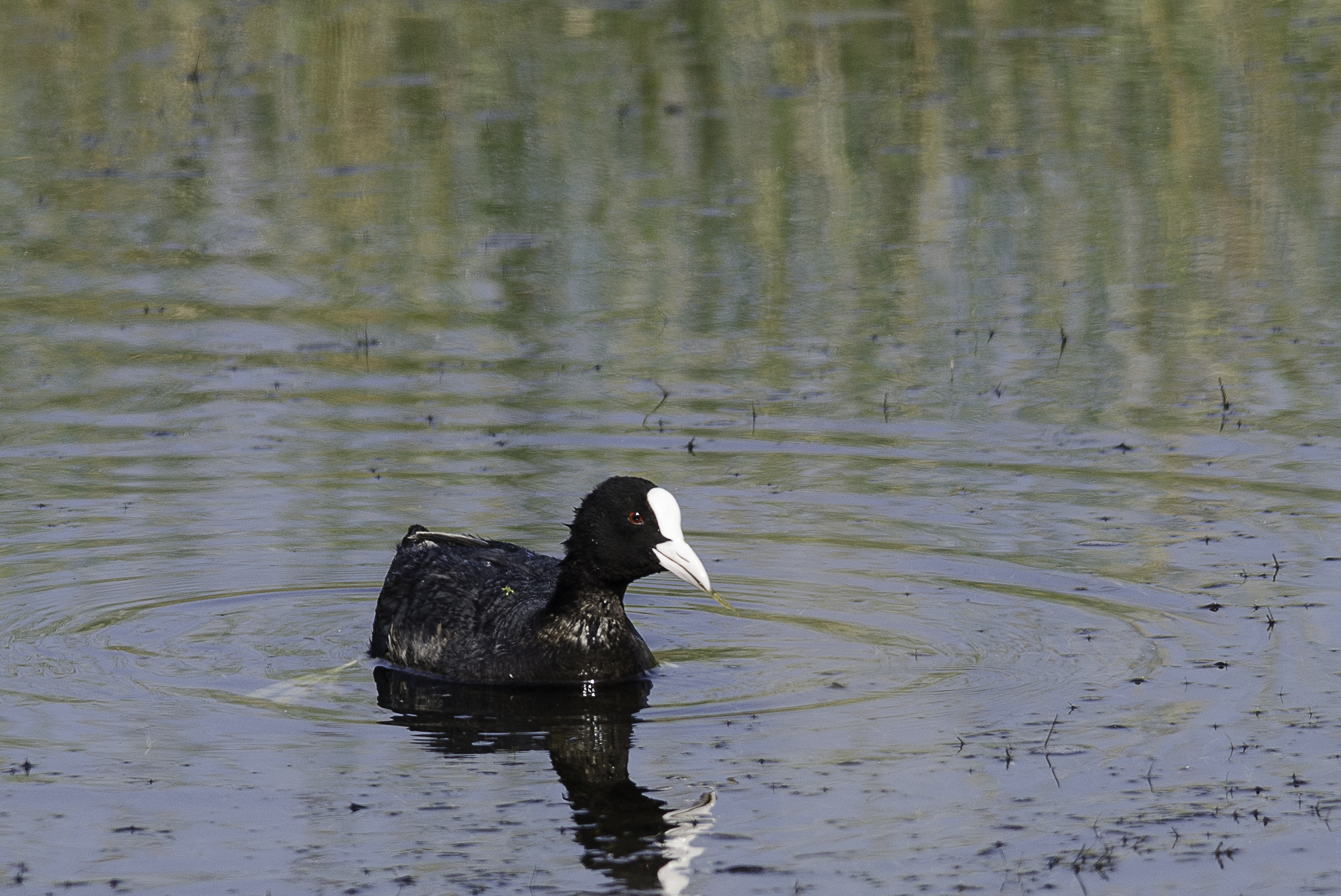 Wet coot