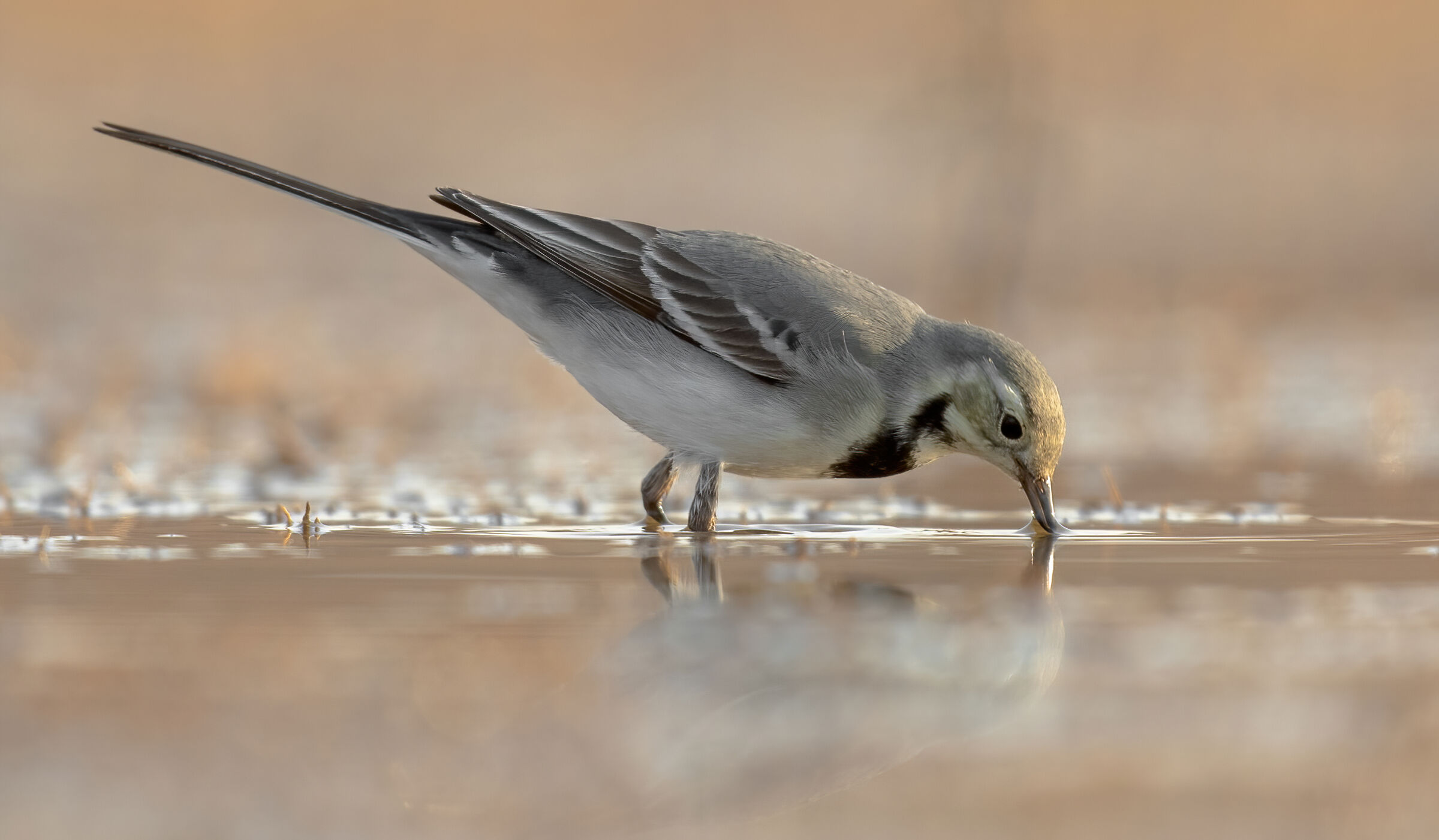 white wagtail