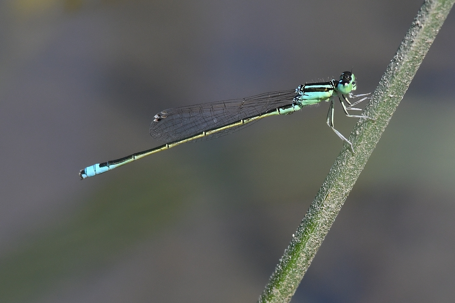 Ischnura pumilio ( maschio )