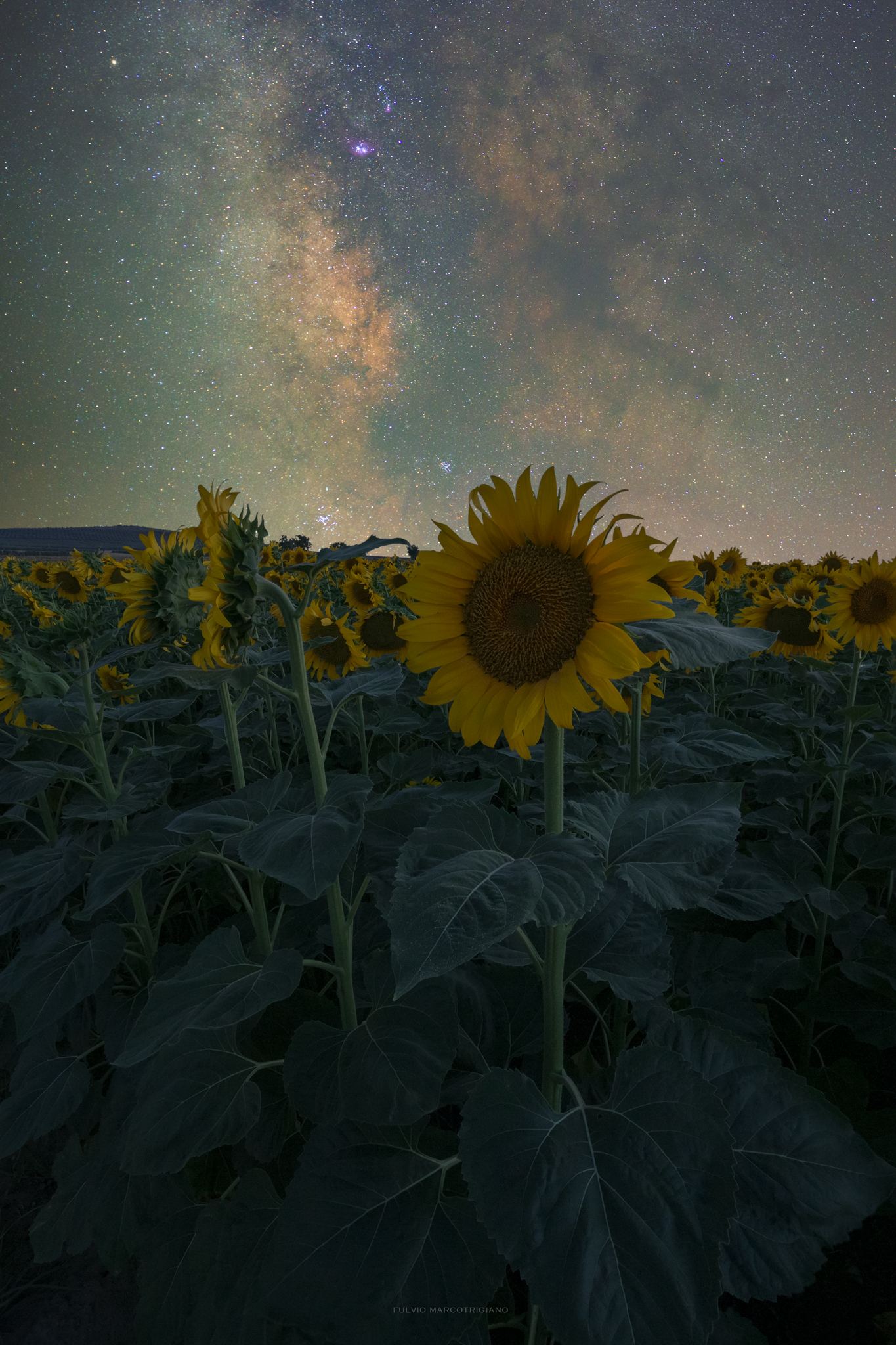 From sunflowers to starflowers