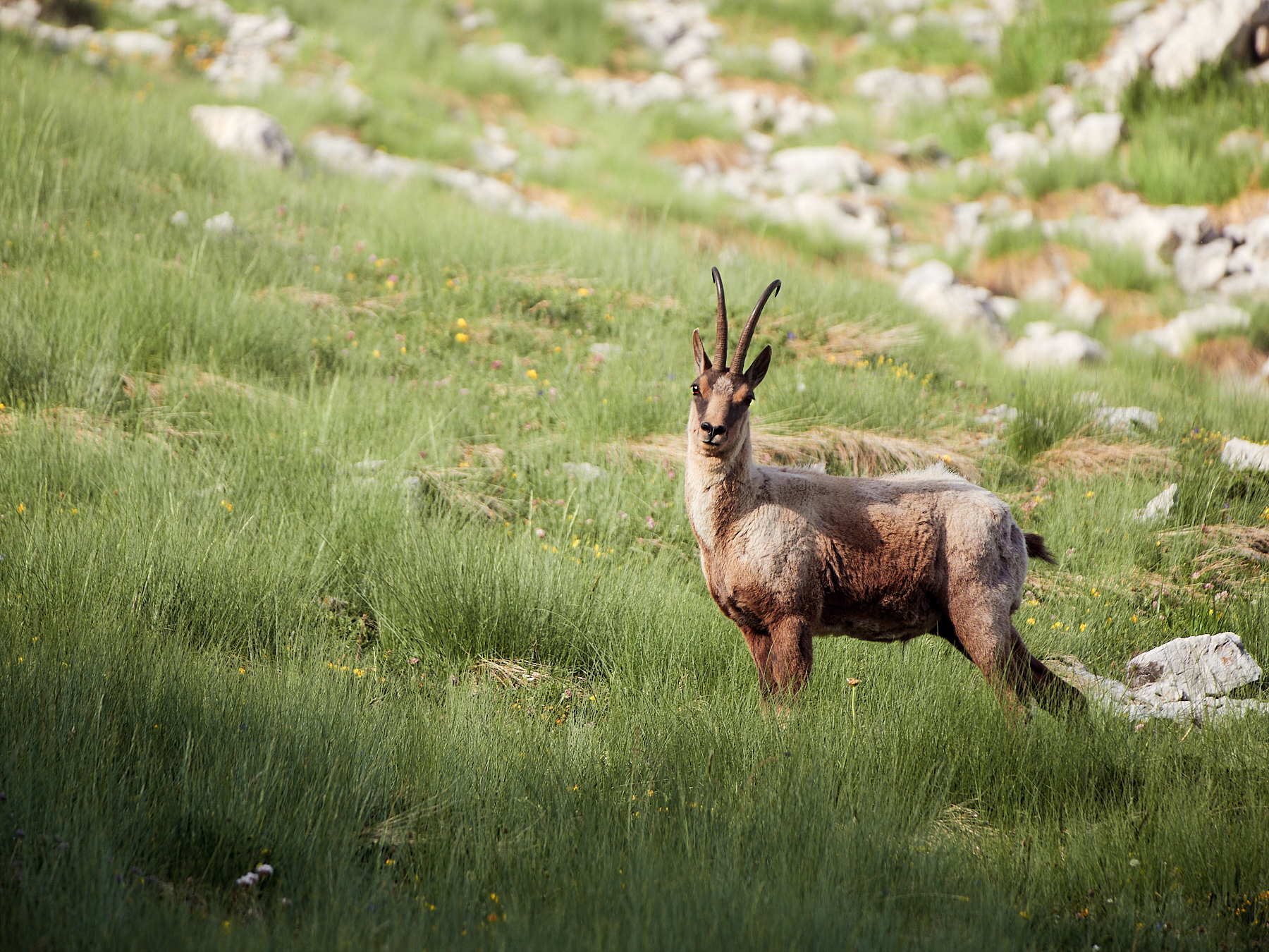 chamois