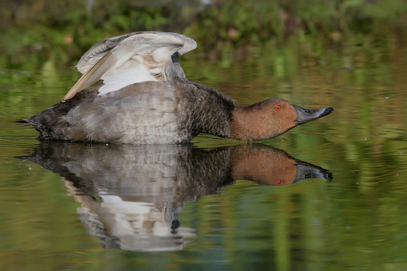 Common pochard.