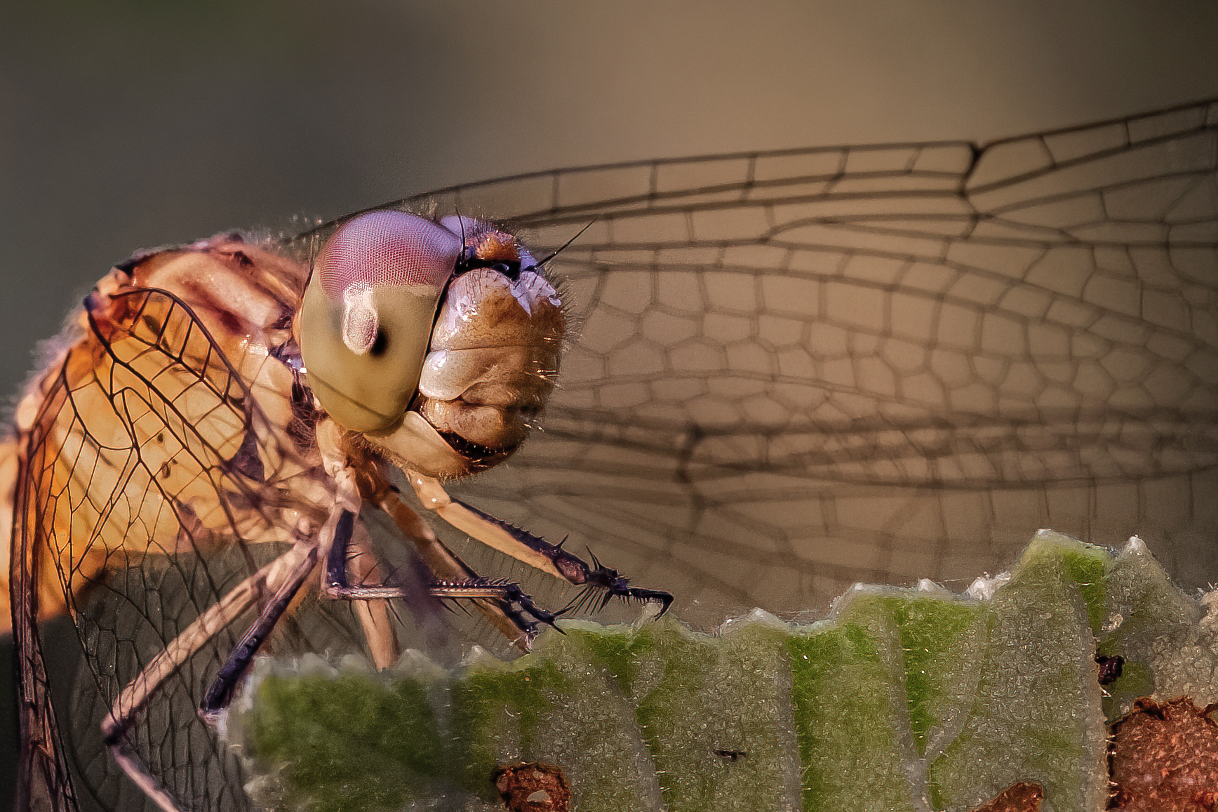 Sympetrum striolatum