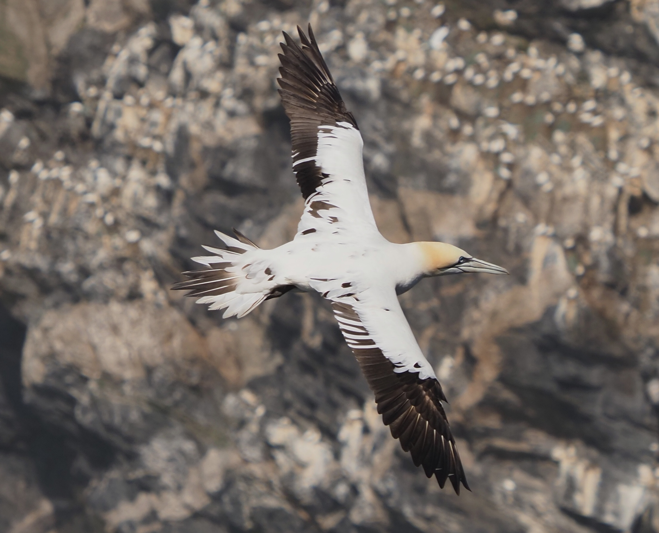 Northern Gannet