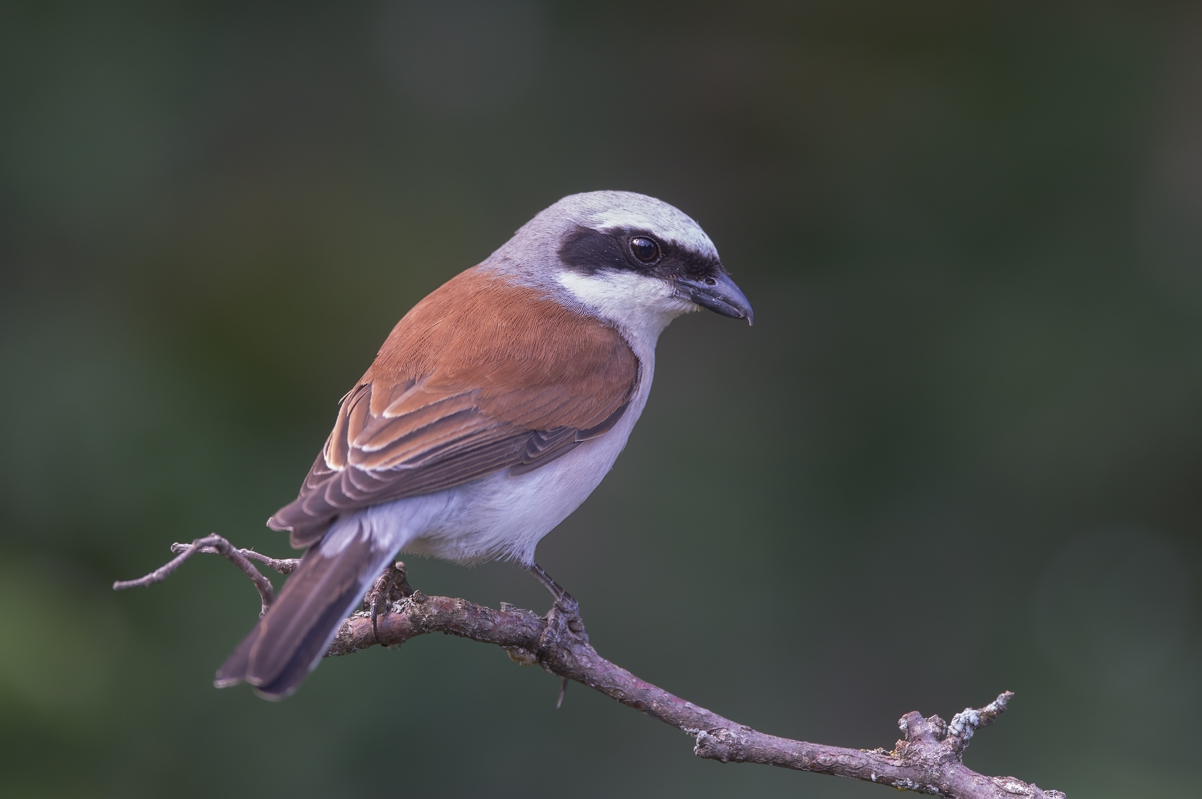 Small shrike (Lanius collurio)