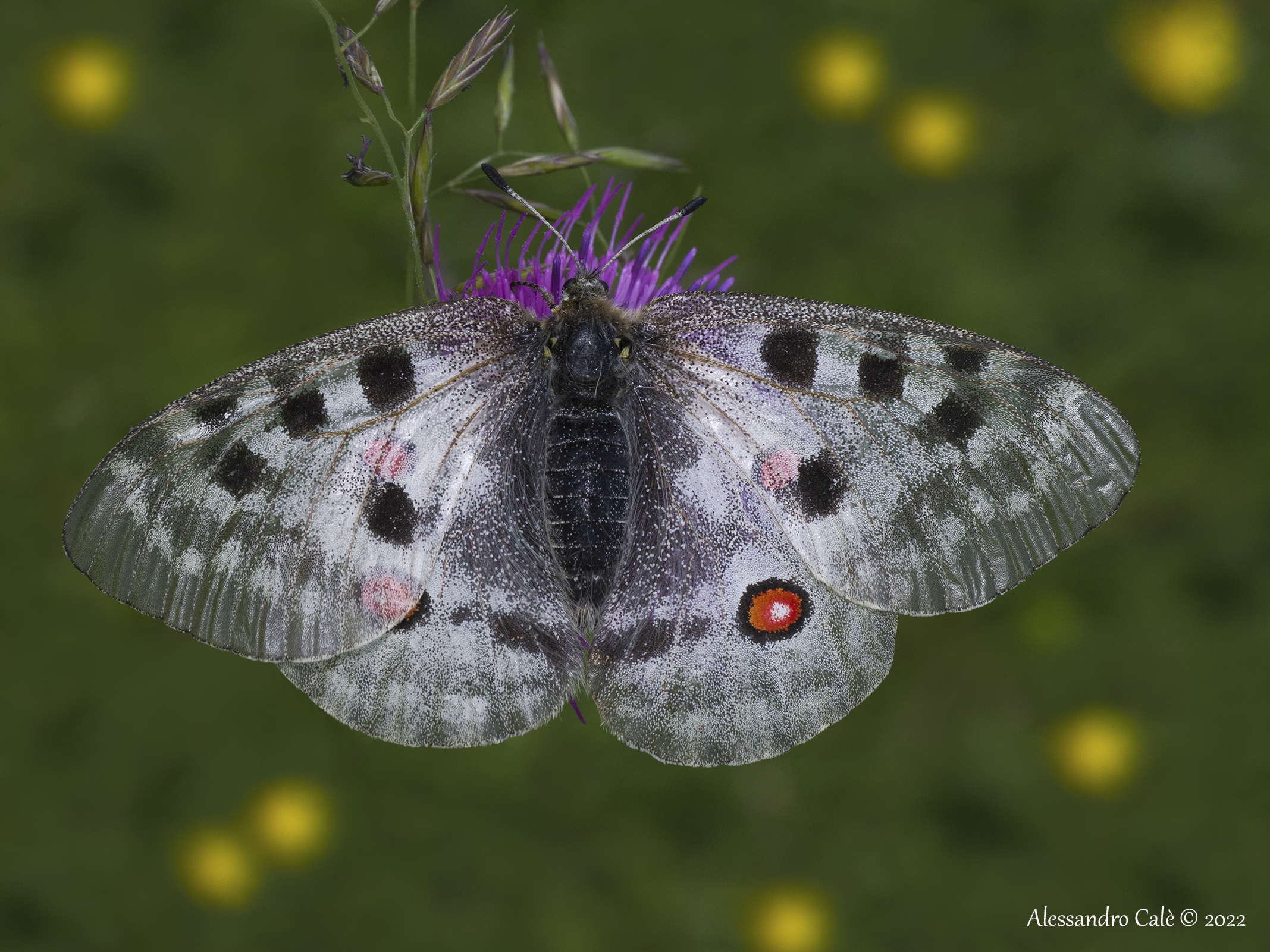 Parnassius apollo 6730