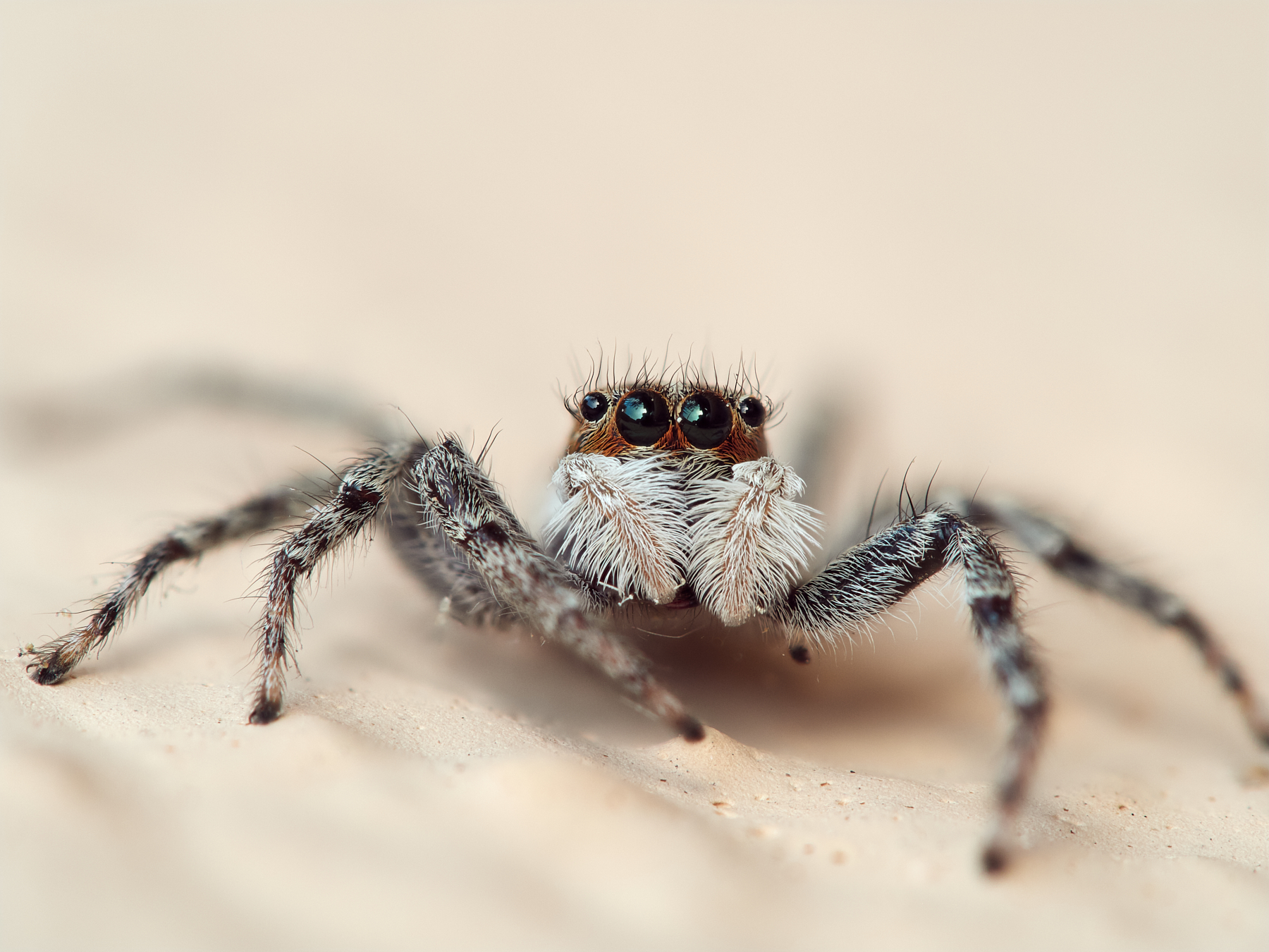 Menemerus semilimbatus