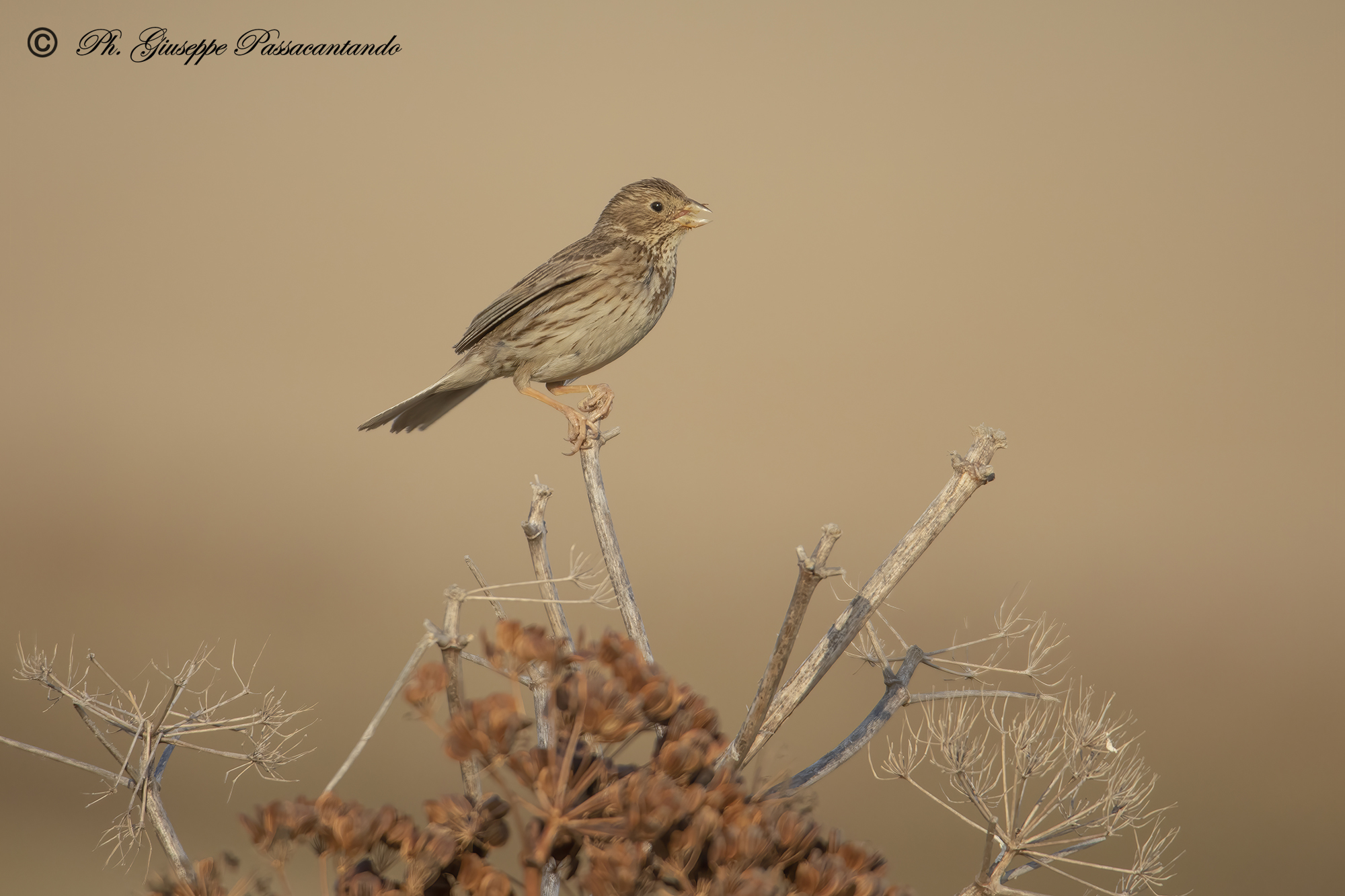 corn bunting