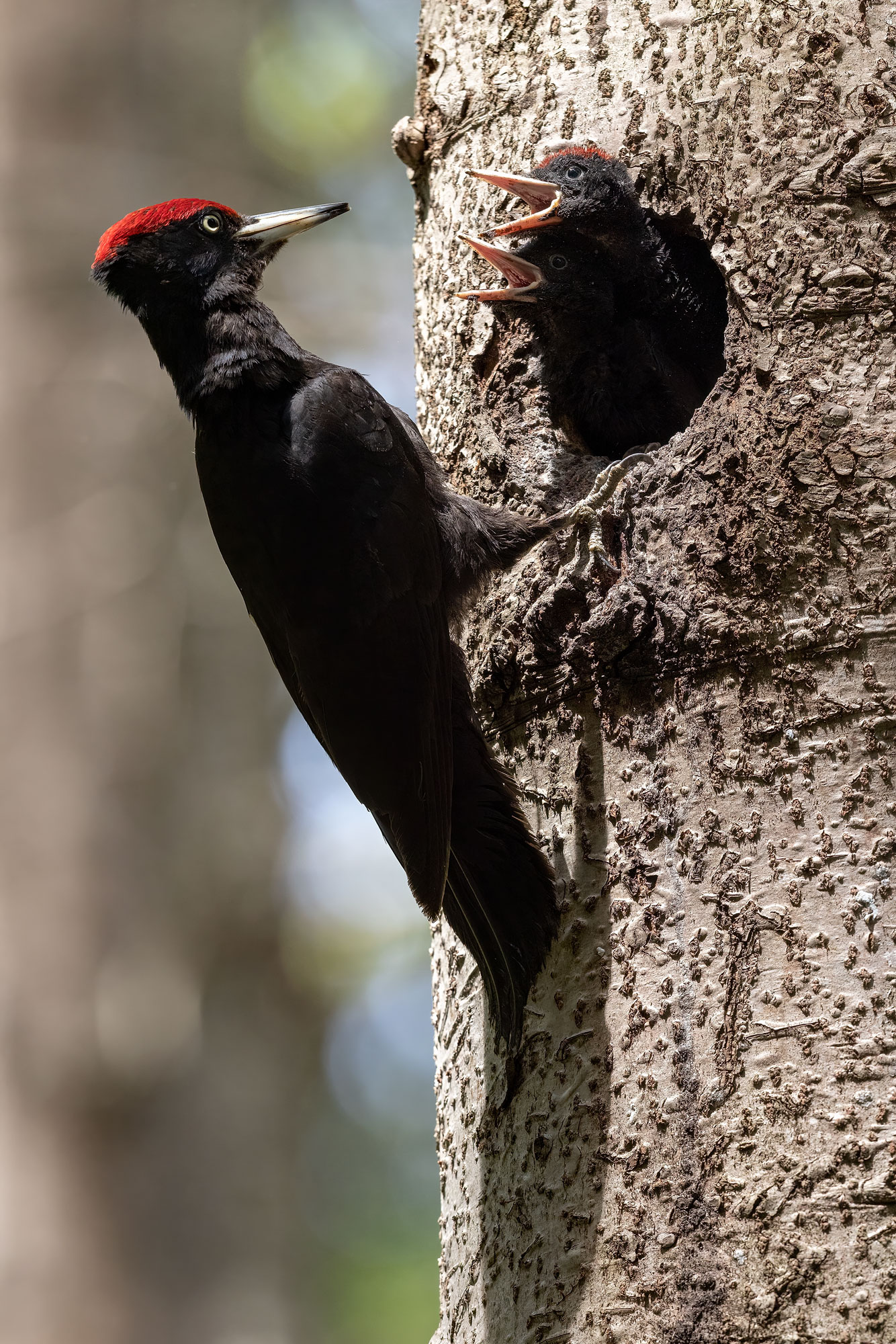 Black woodpecker