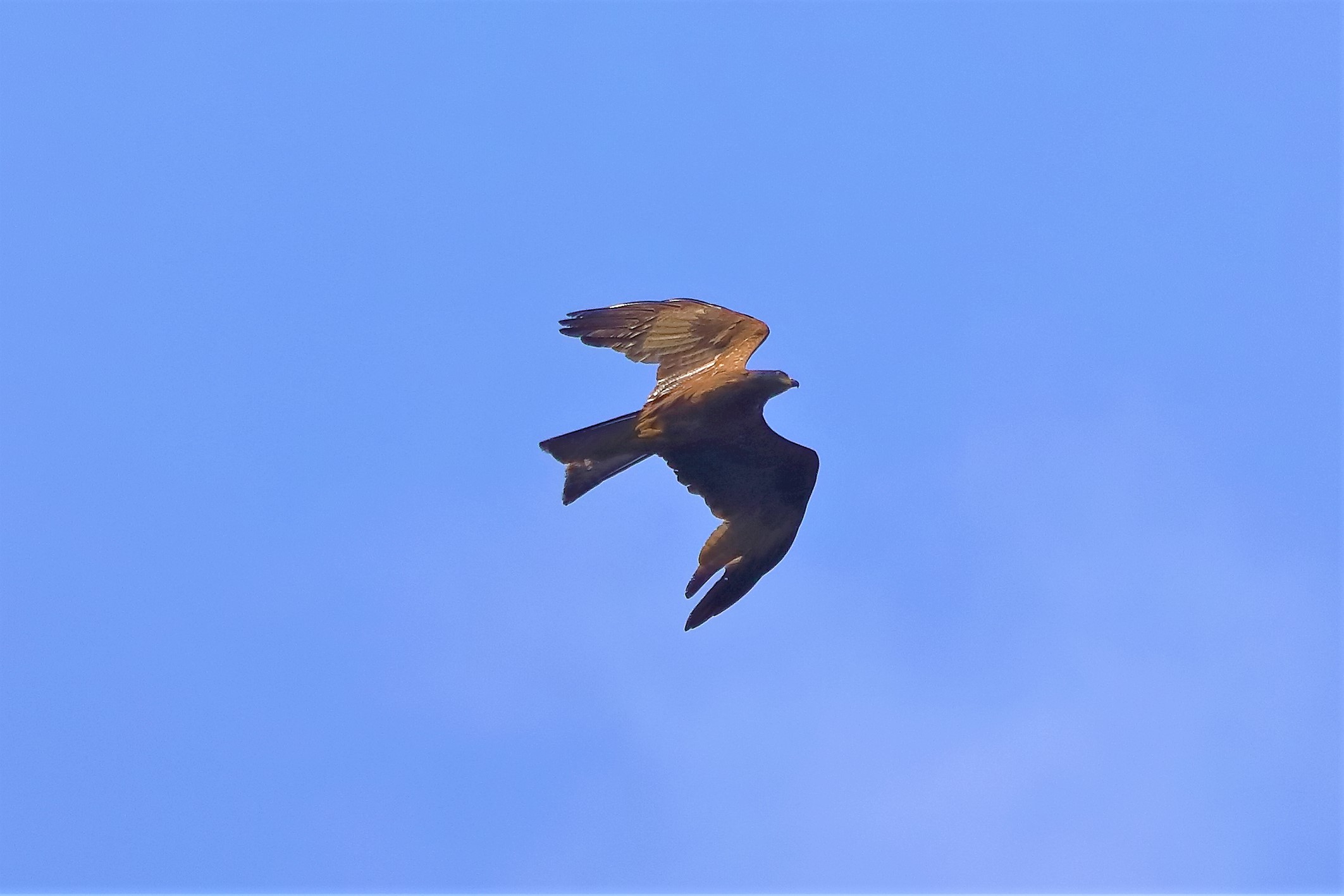 nibbio bruno 05-06-2022