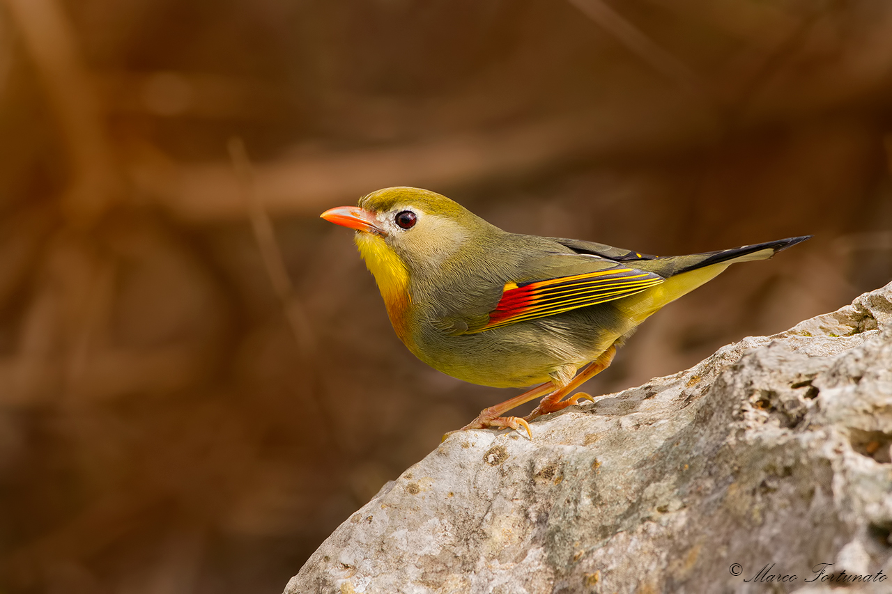 Usignolo del giappone