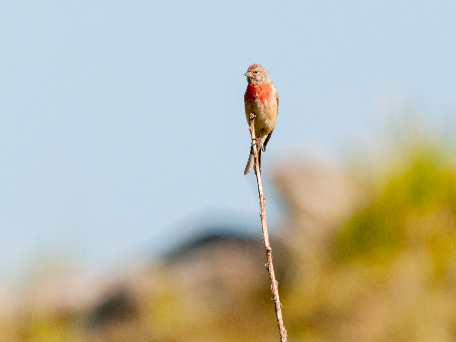 Linnet