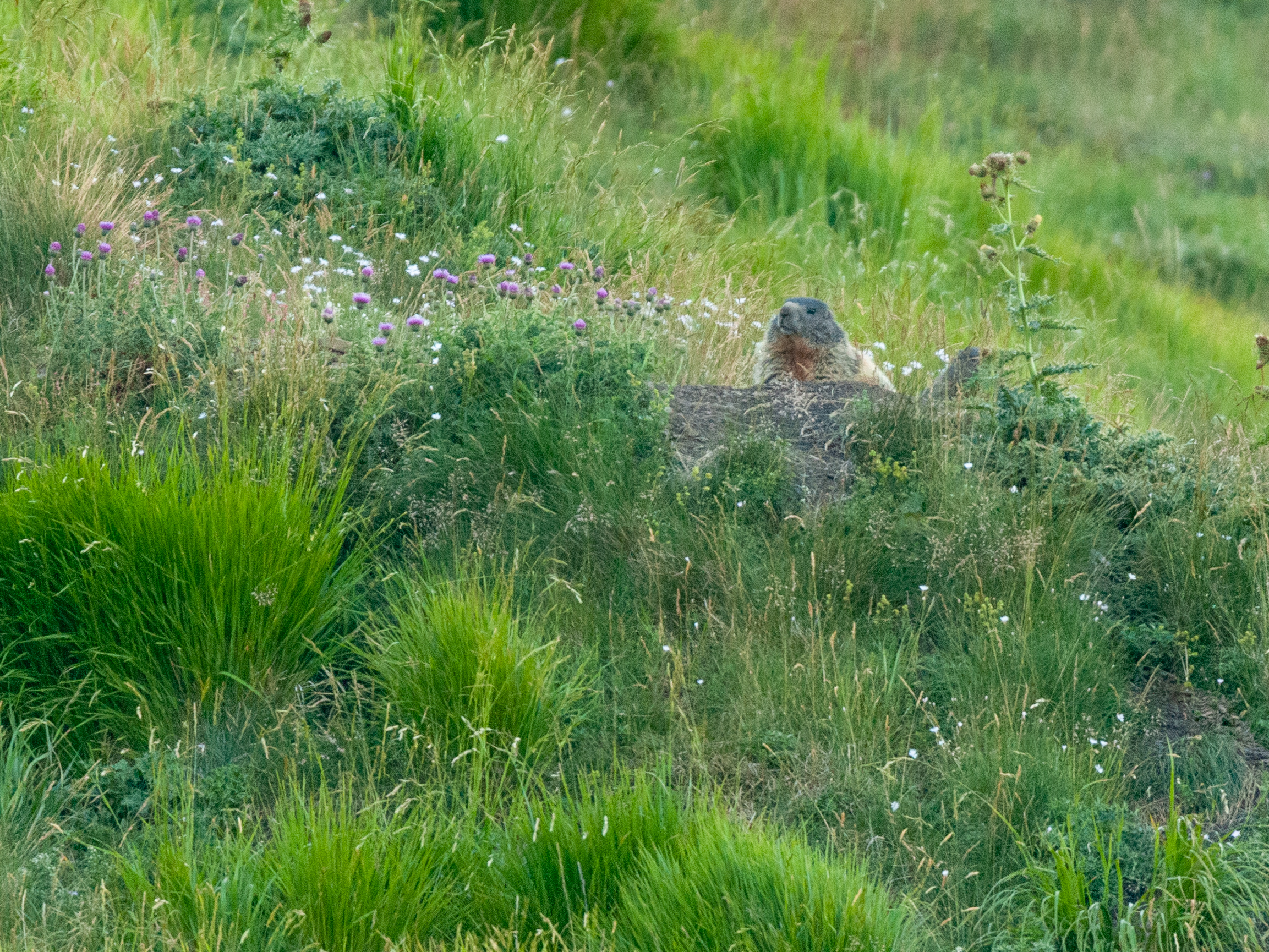 The Marmot of the Horn at the Stairs
