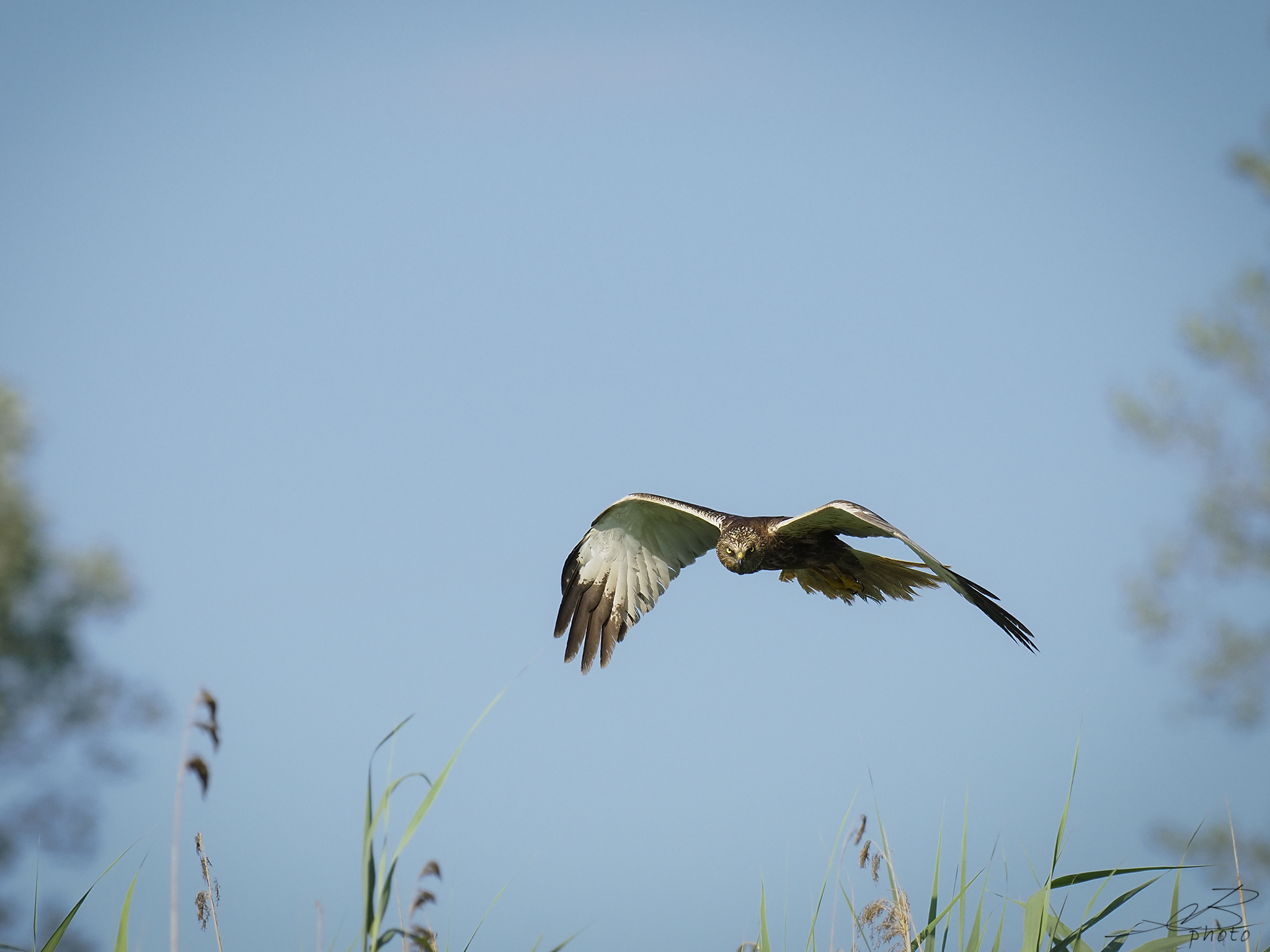 Marsh falcon