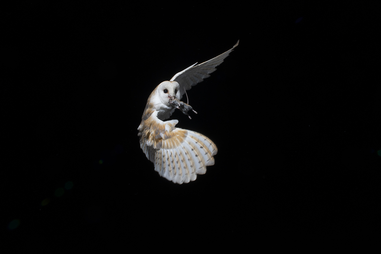Barn owl