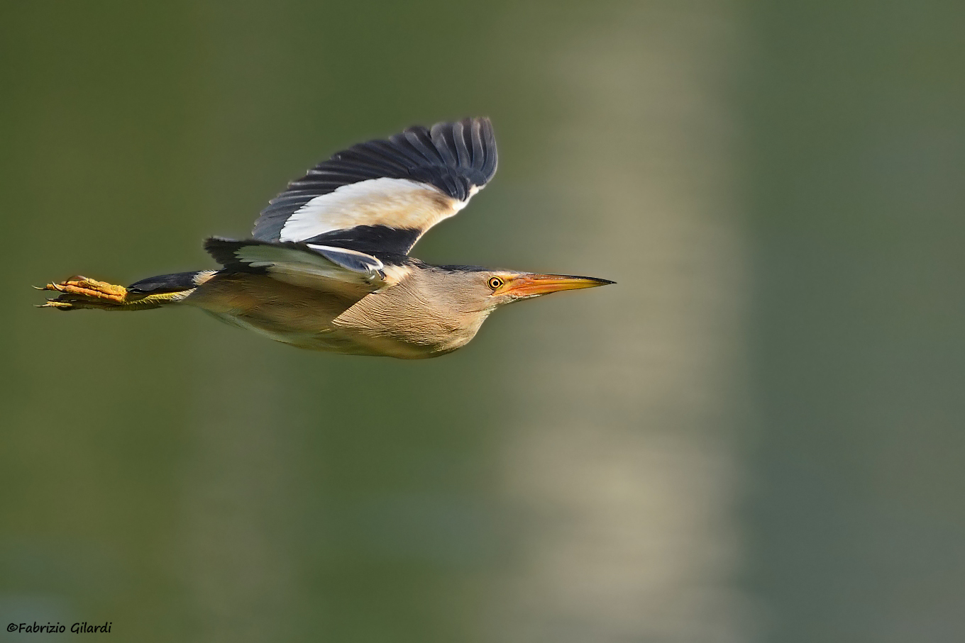 Ixobrychus minutus (Bittern)
