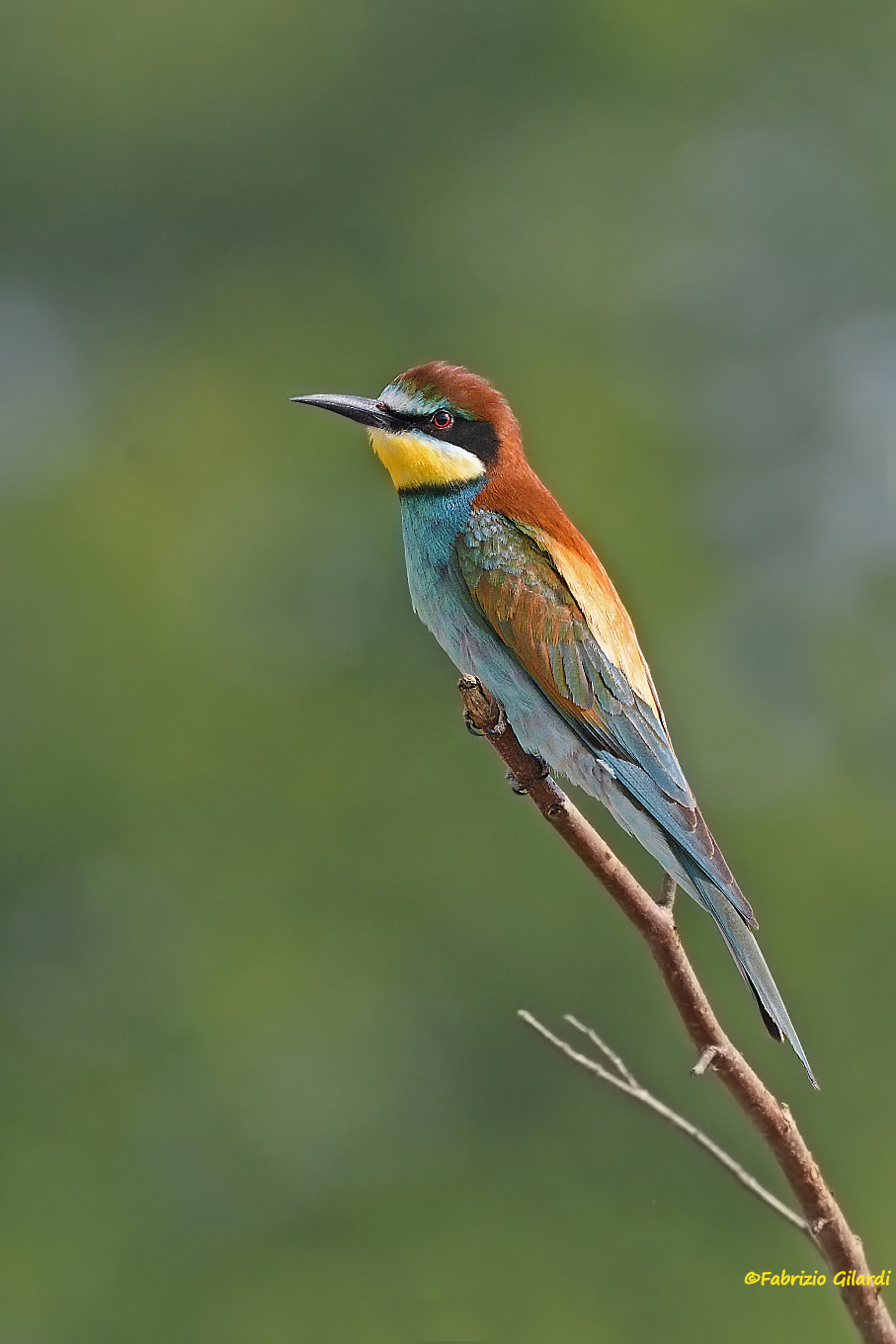 Merops apiaster (Bee-eaters)
