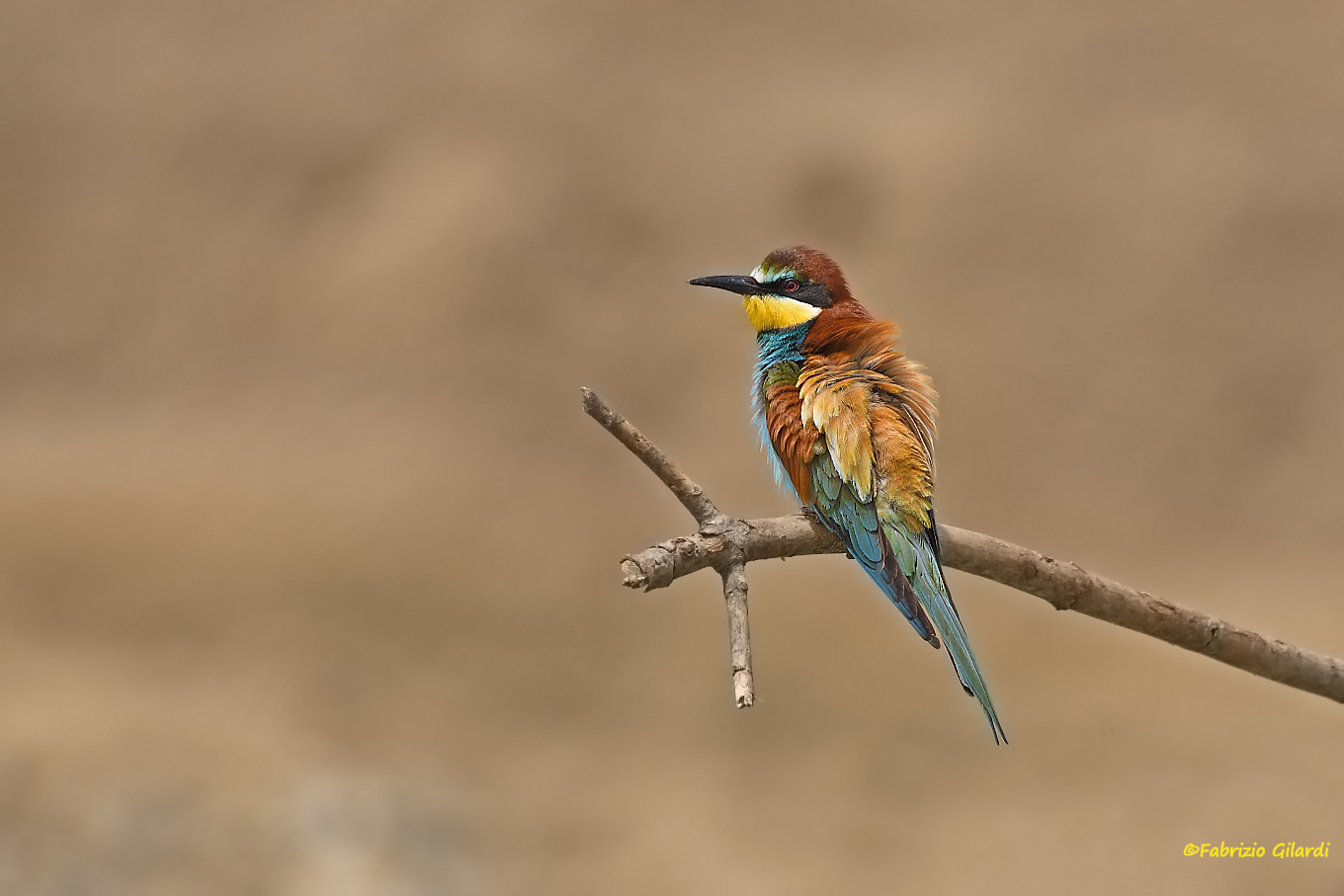 Merops apiaster (Bee-eaters)