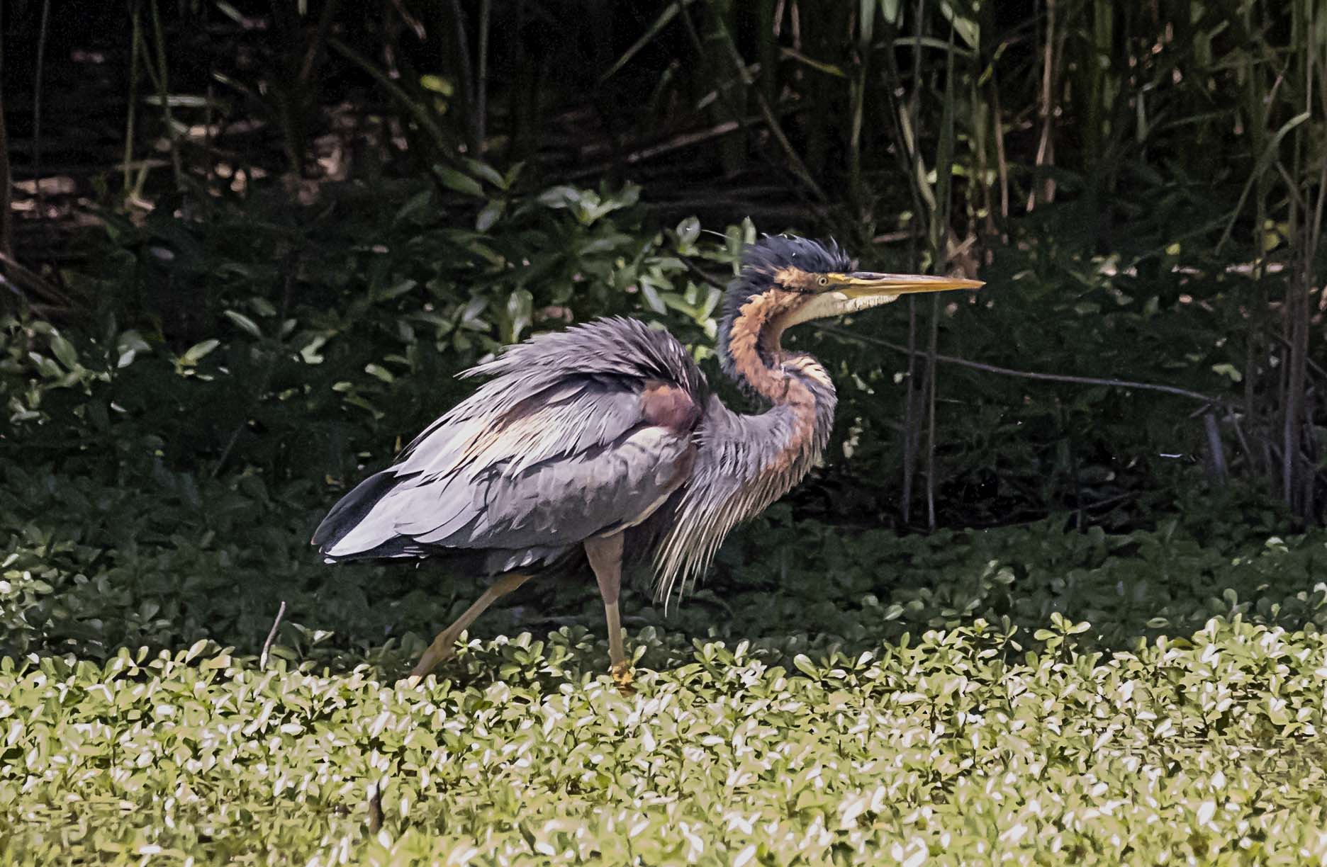 PURPLE HERON