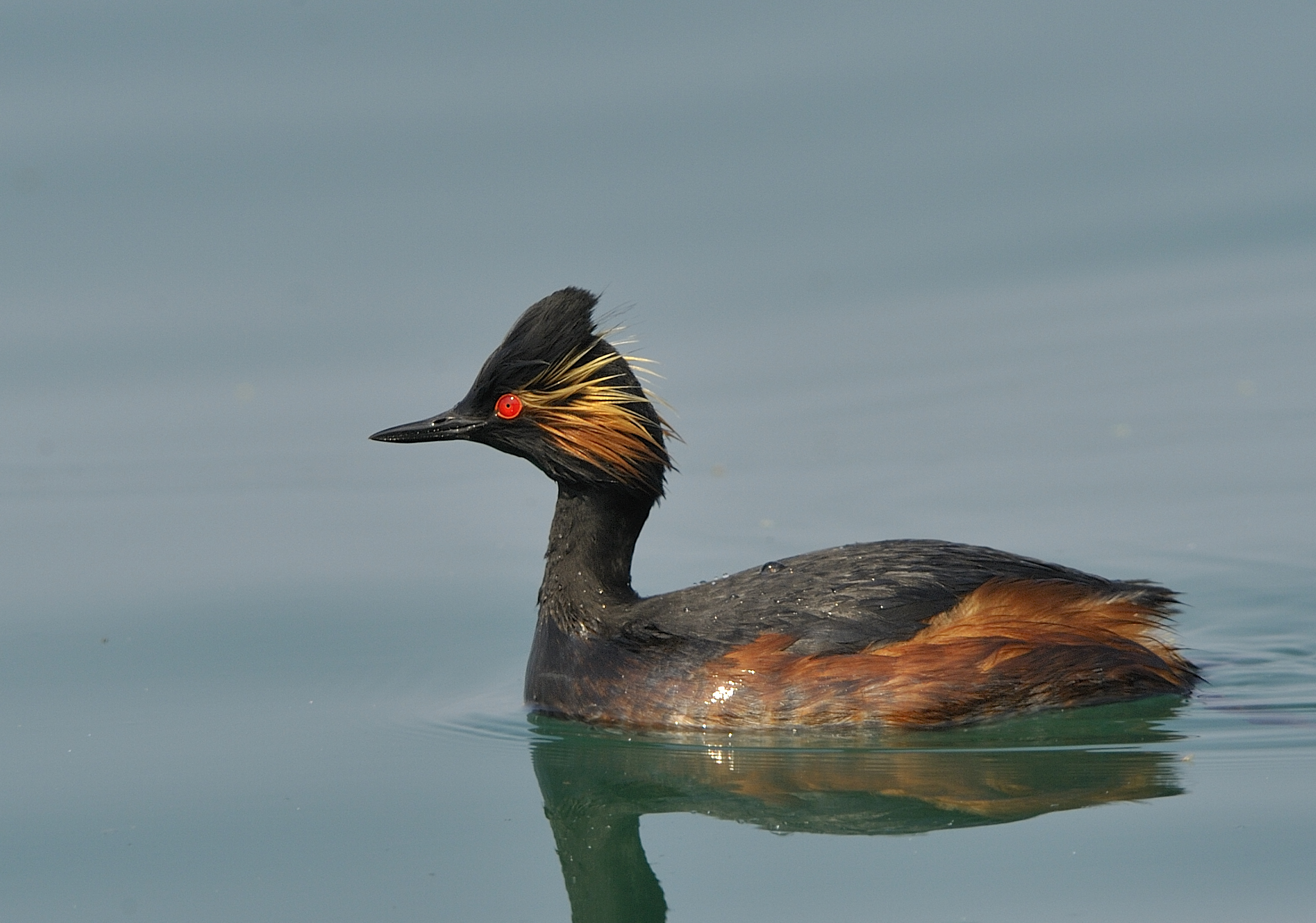 Black-necked Grebe