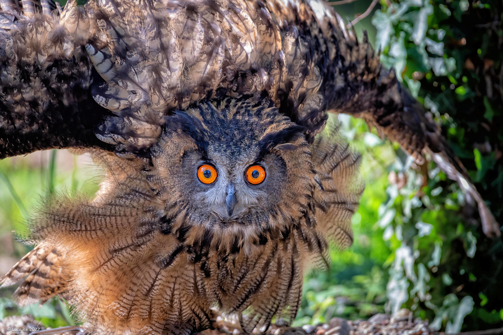 Eagle owl