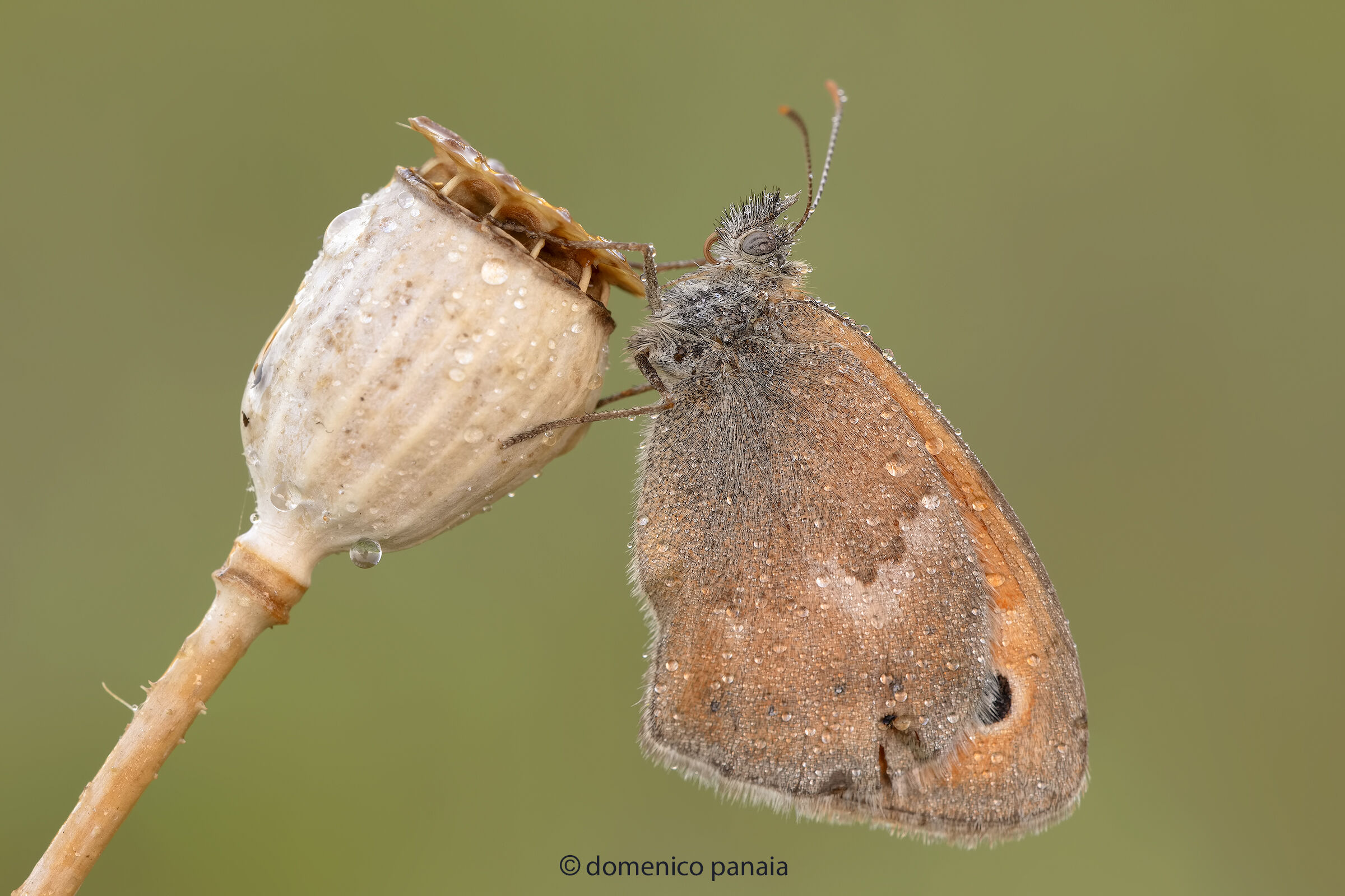 coenonympha pamphilius