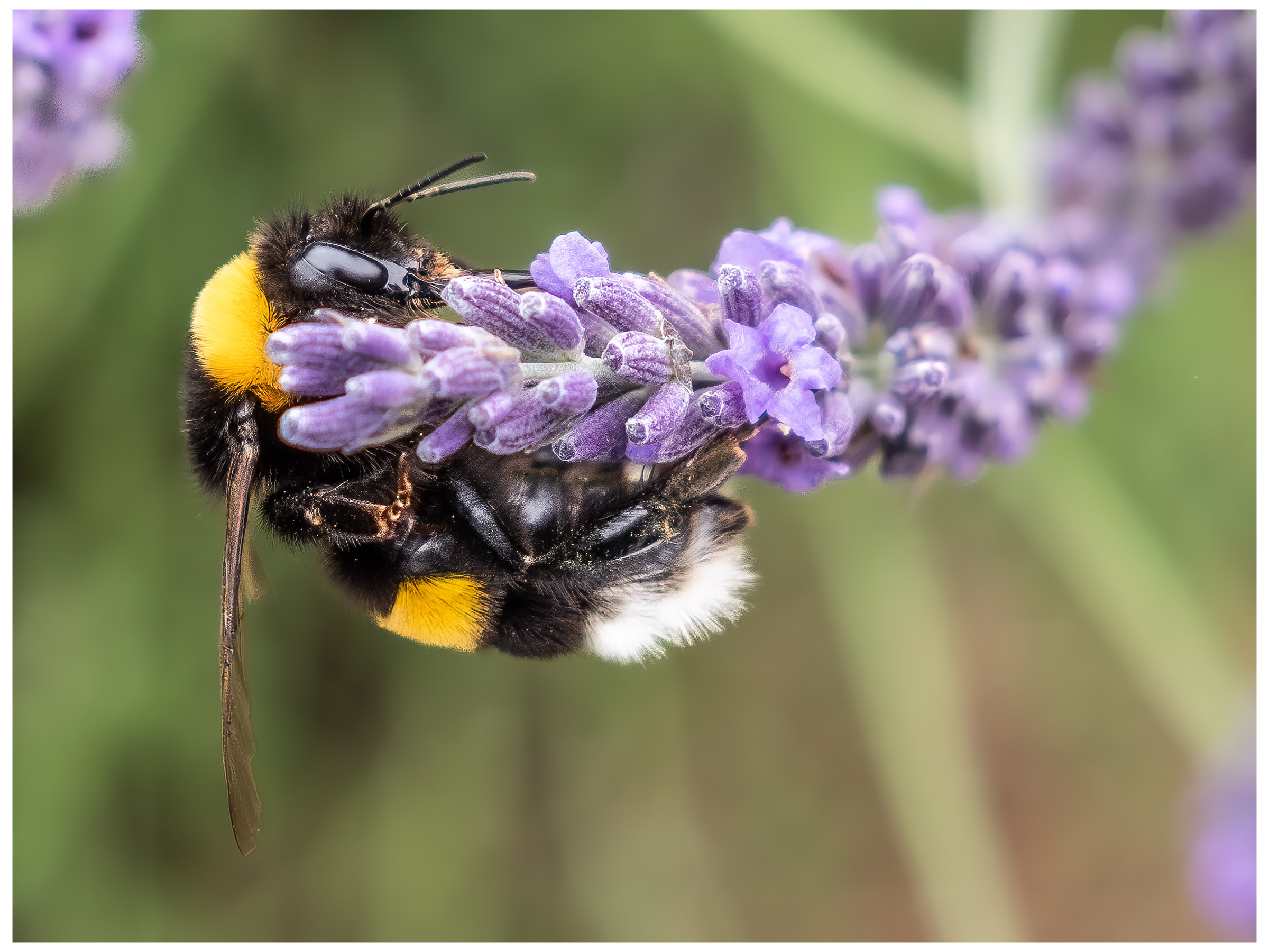 esercizio per addominali