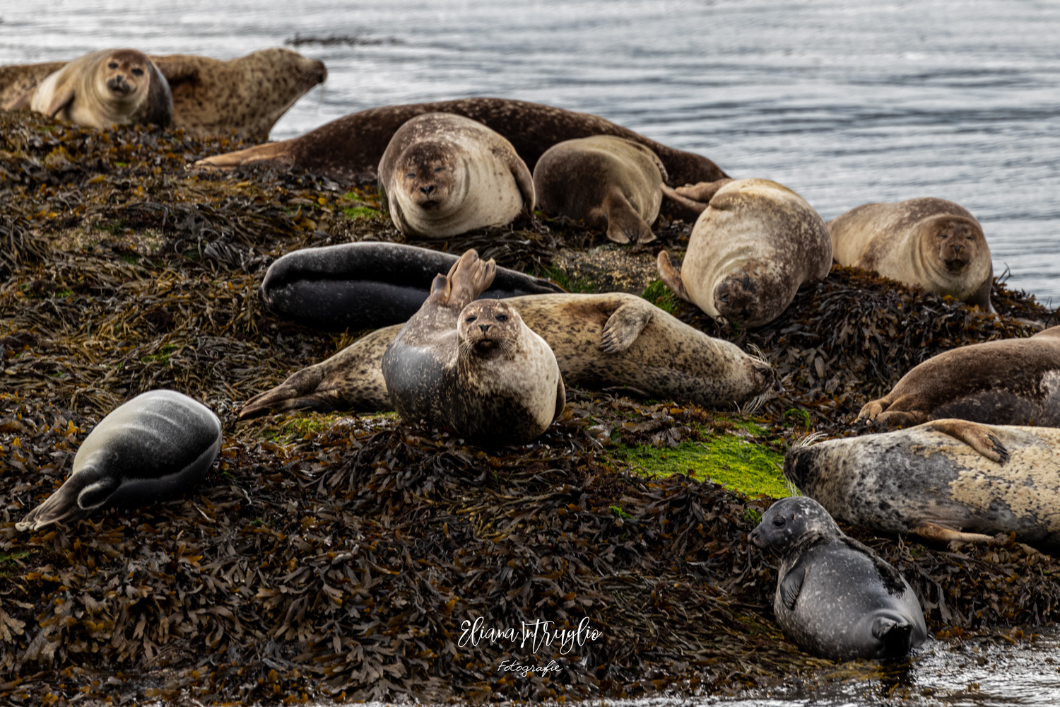 Grey seals in Fort William