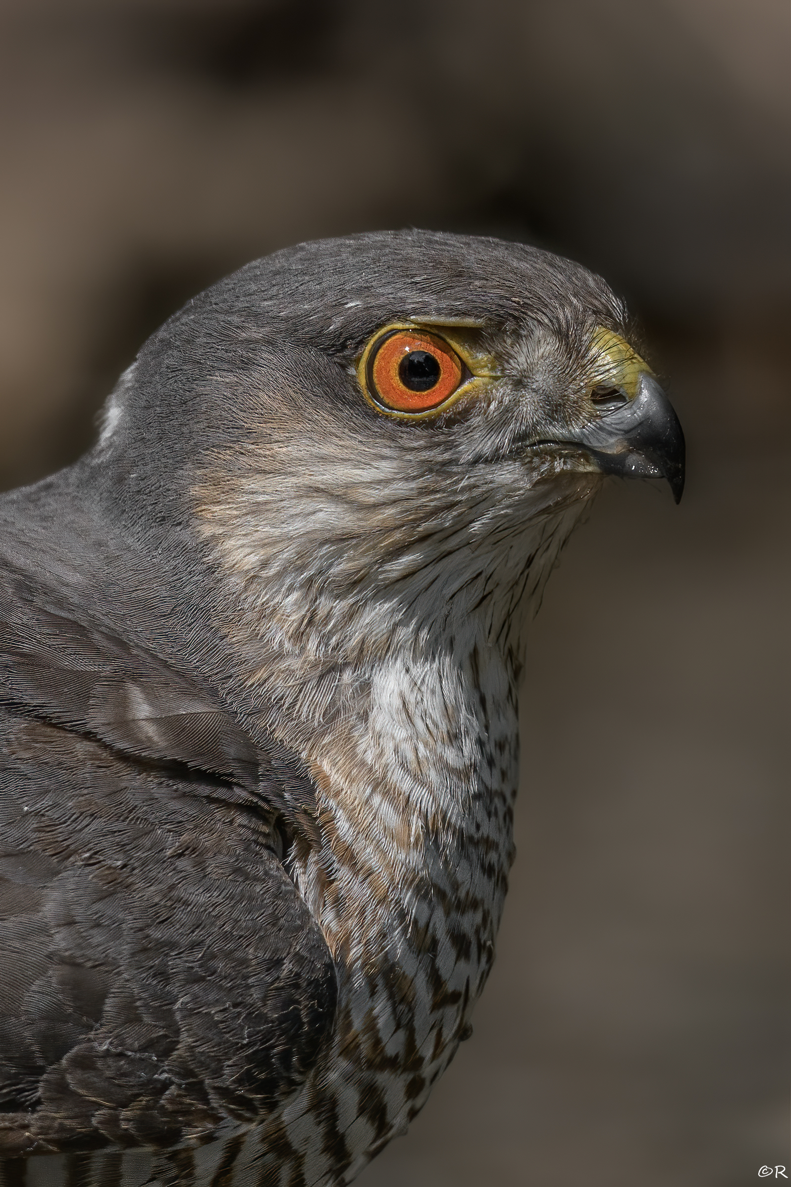 Sparrowhawk (M)