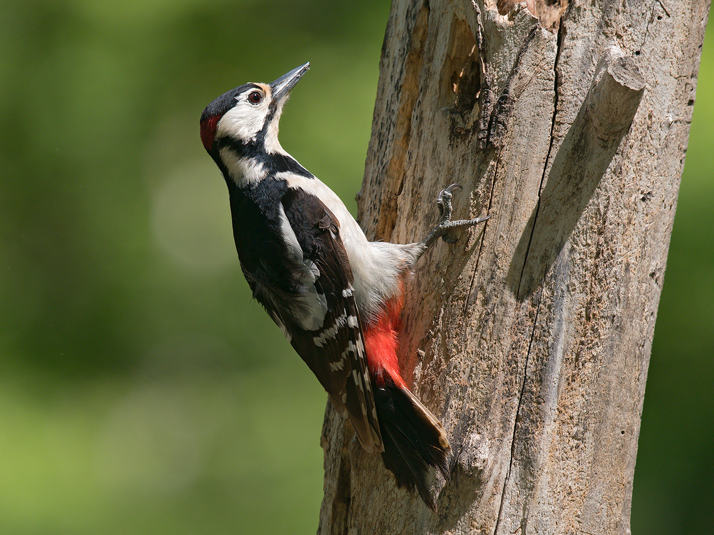 Greater red woodpecker