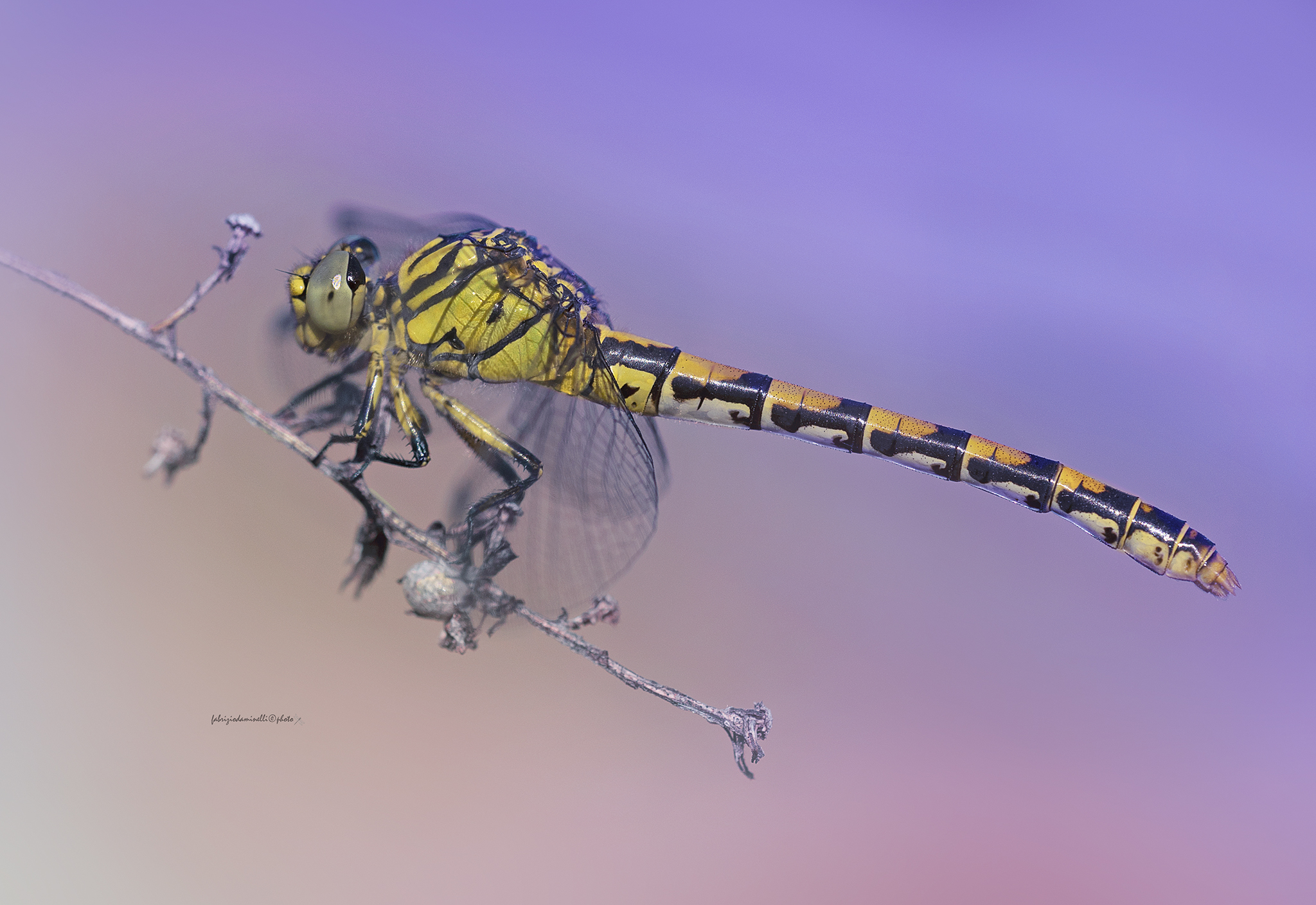 Onychogomphus forcipatus