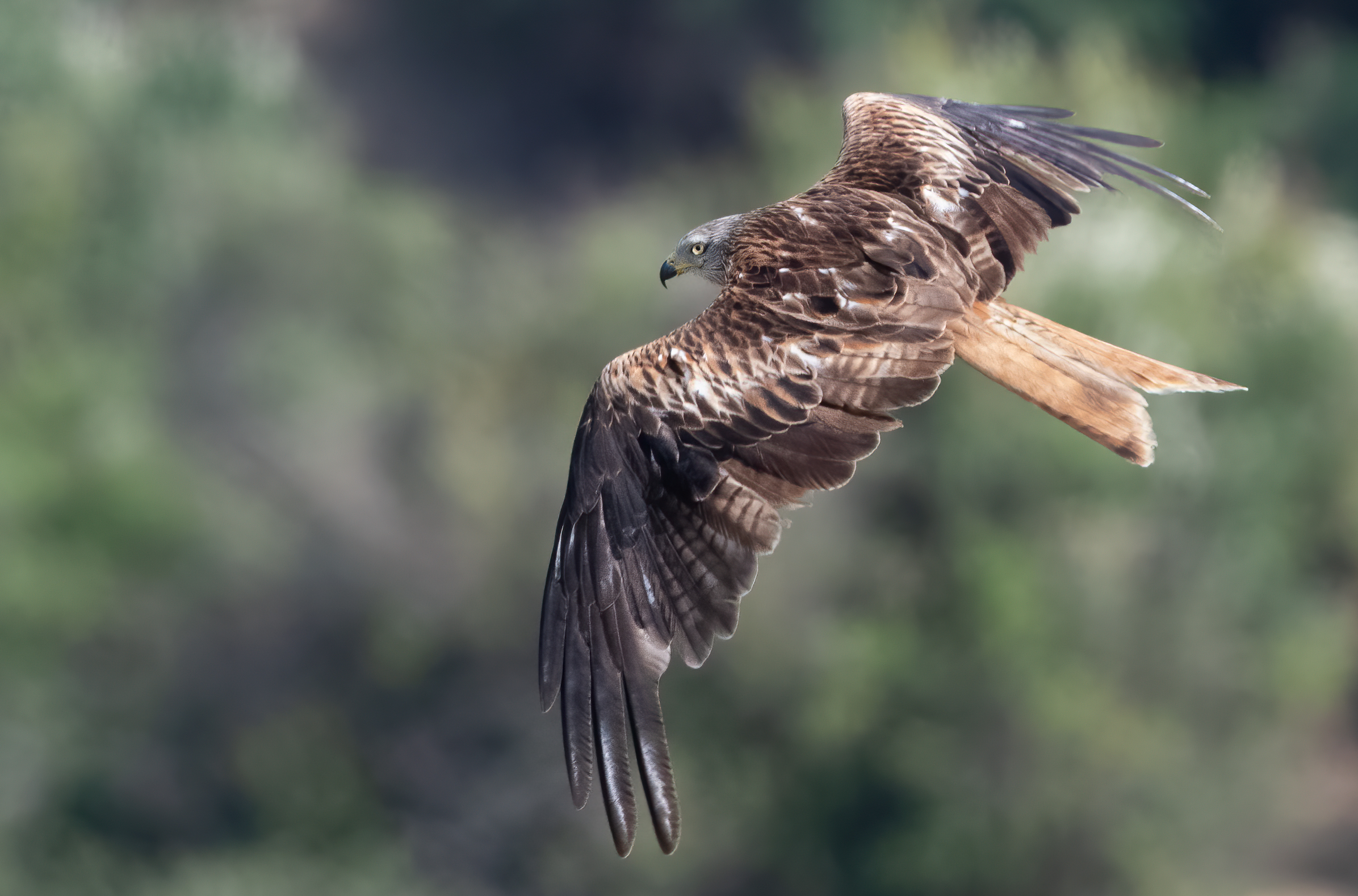 Red kite