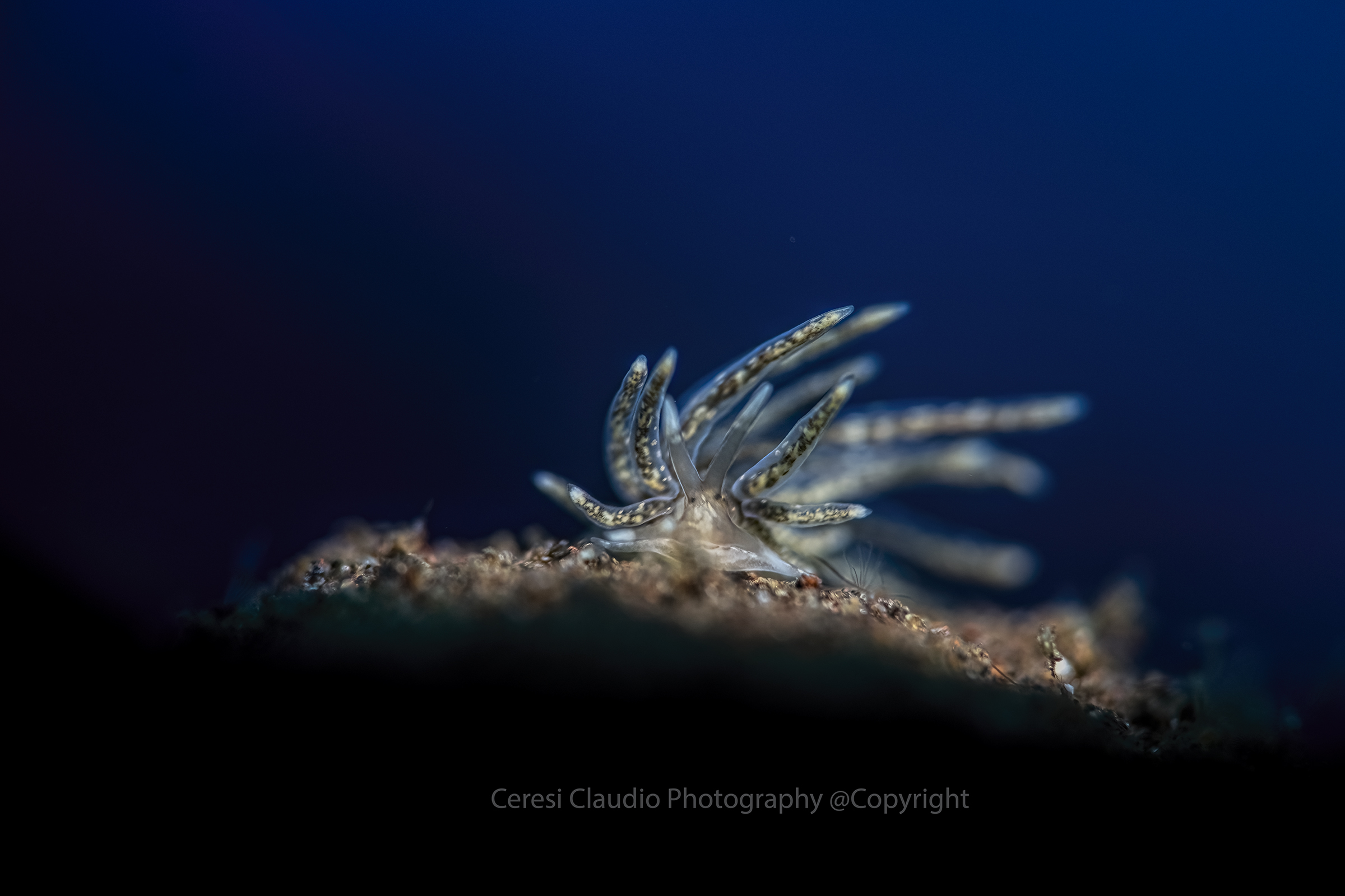 nudibranco iFavorinus sp.