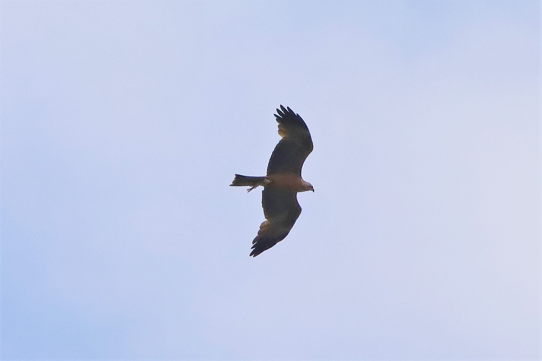 Nibbio bruno 05-06-2022