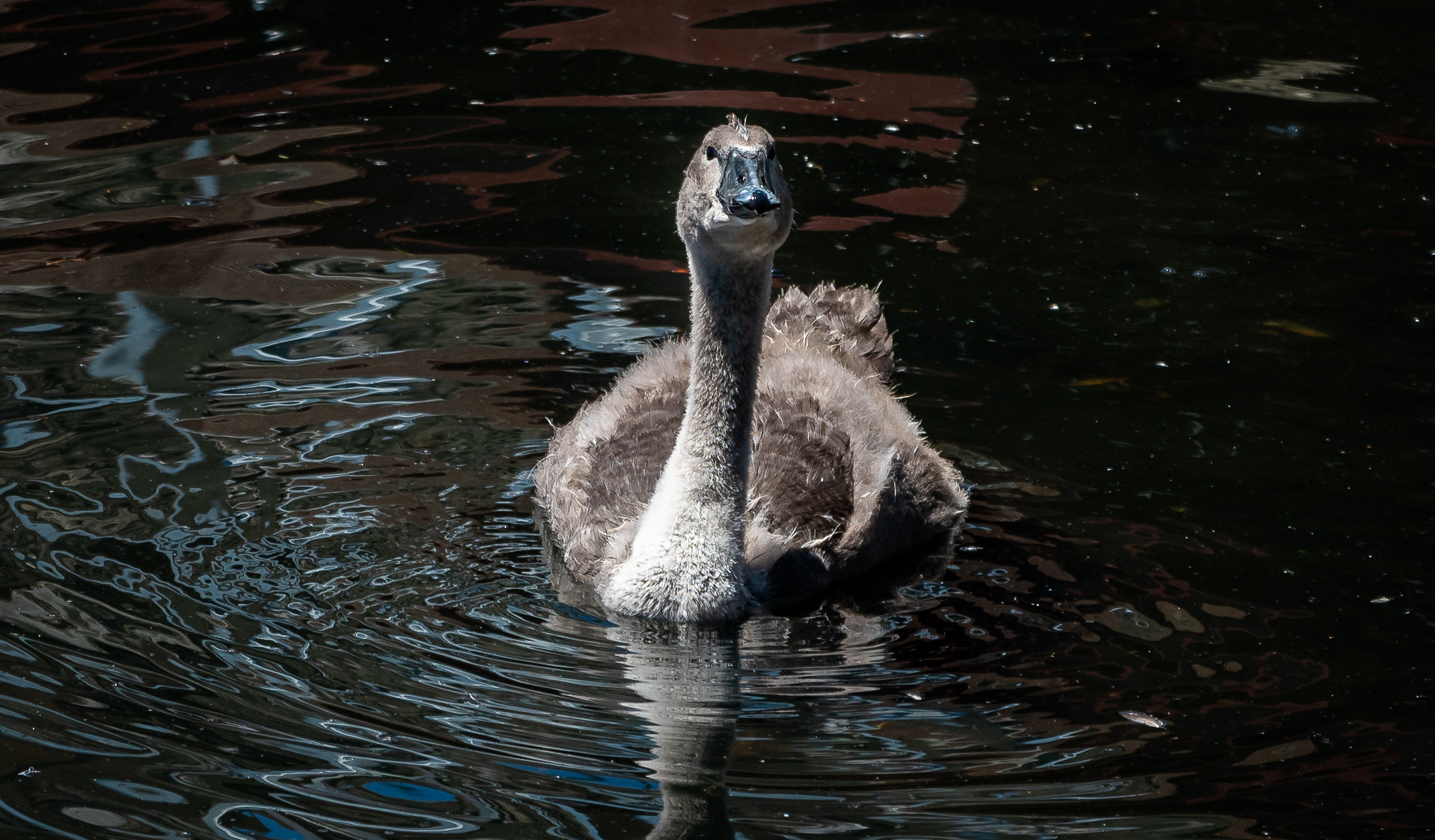 Incontri nel Lago di Como