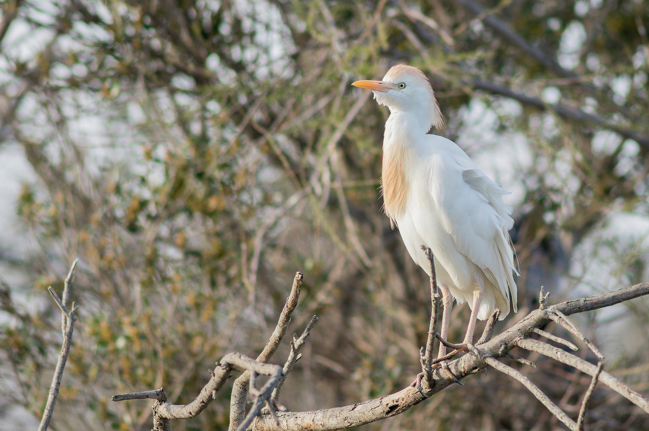airone guardabuoi (Camargue)
