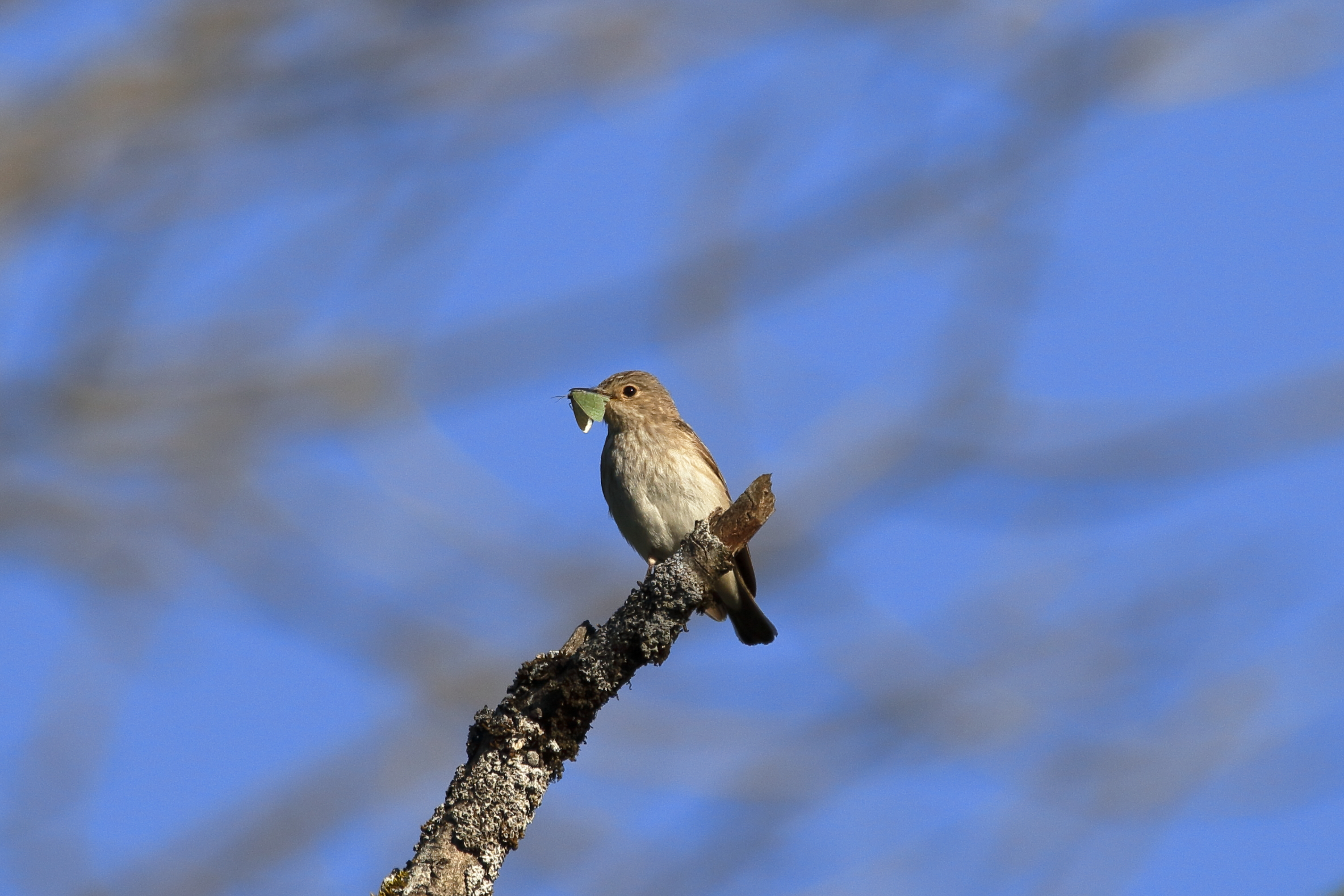 Venus flytrap? or woodcutter?