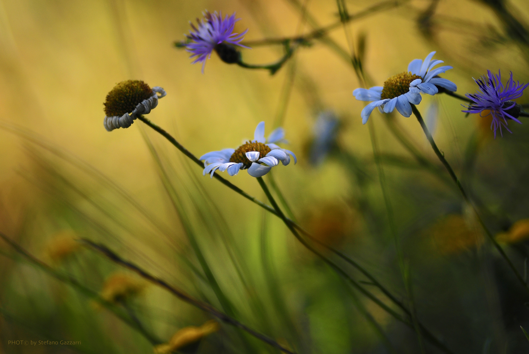 Fiori di campo