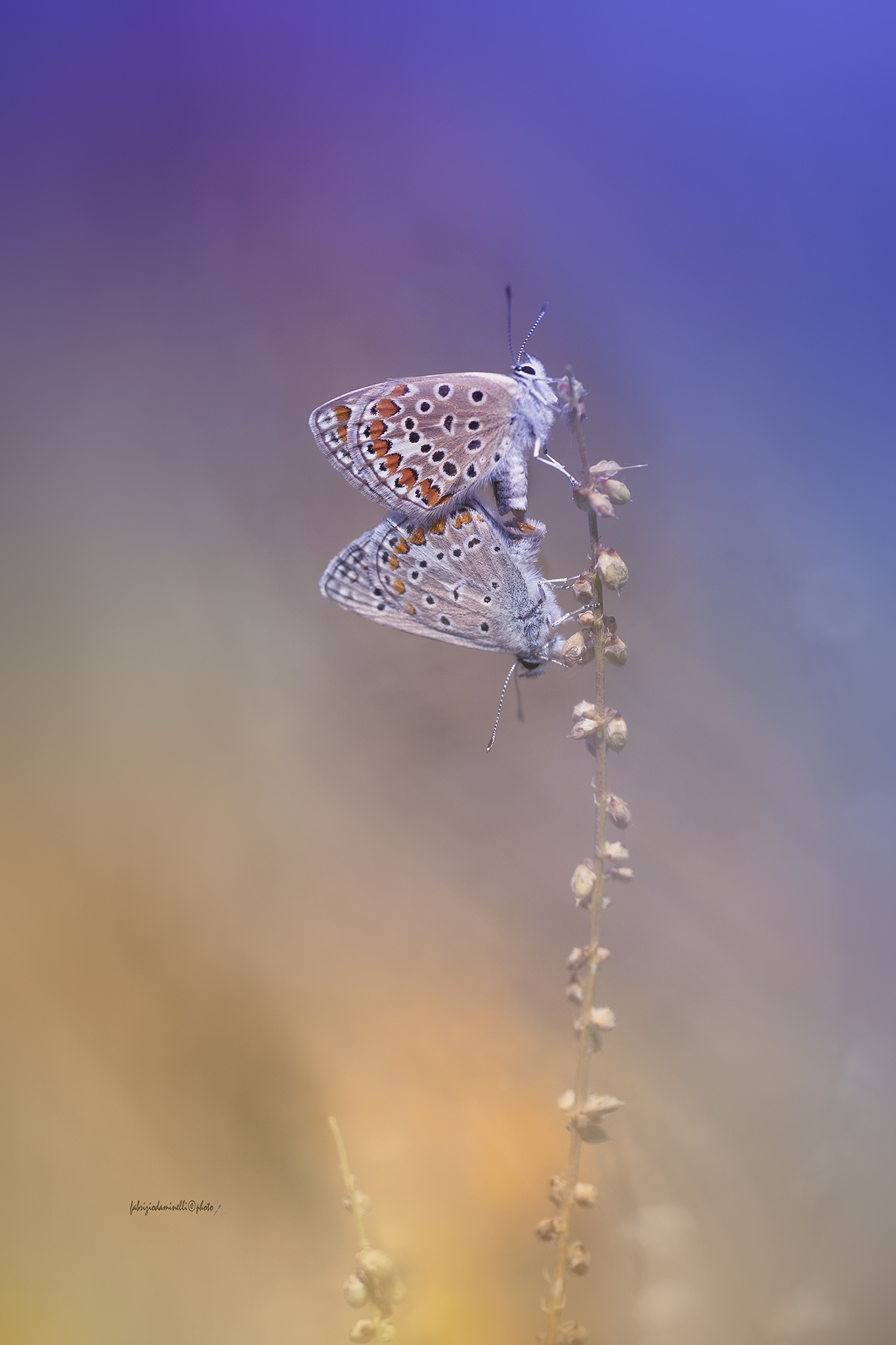 Polyommatus icarus - mating