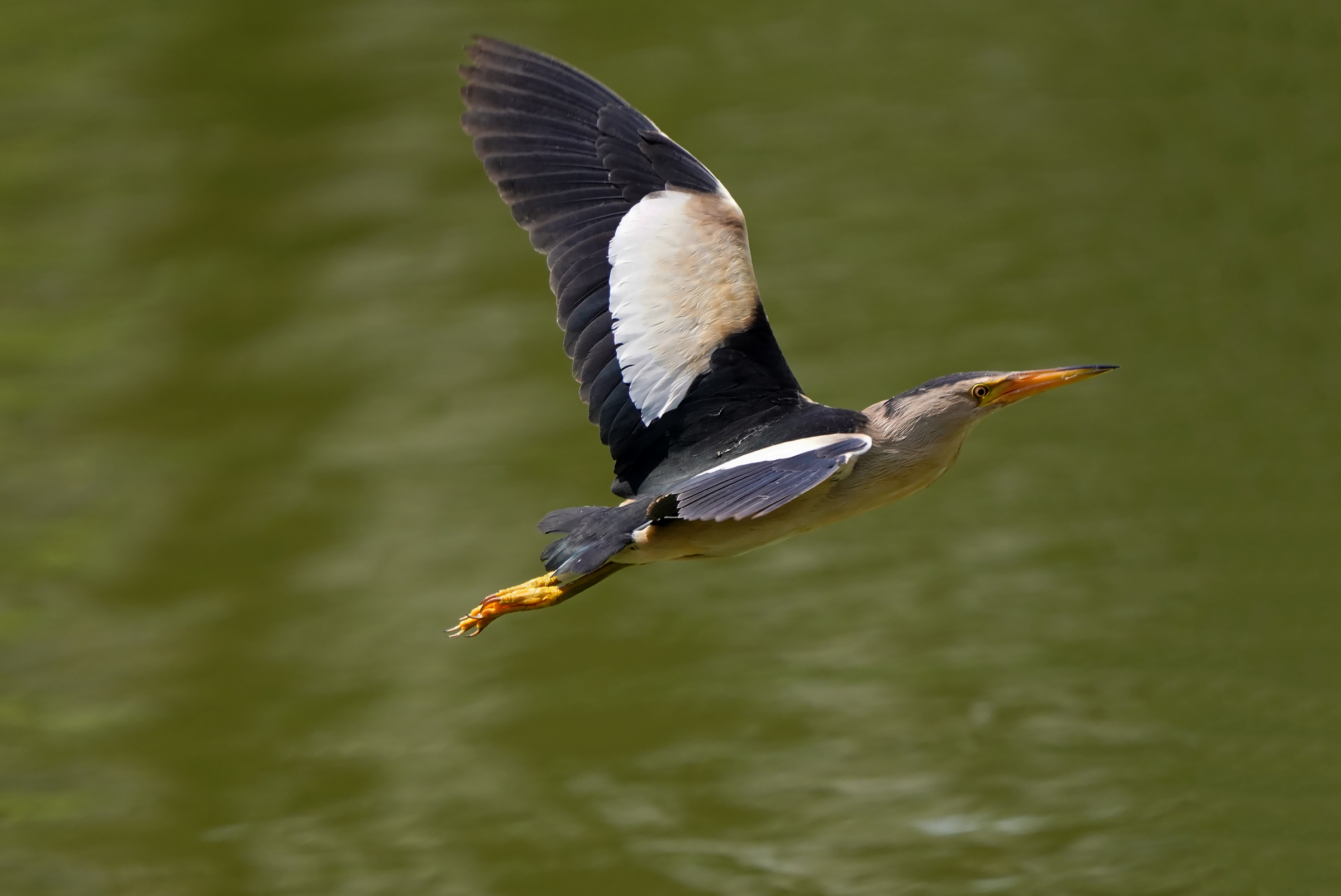 tarabusino in passaggio