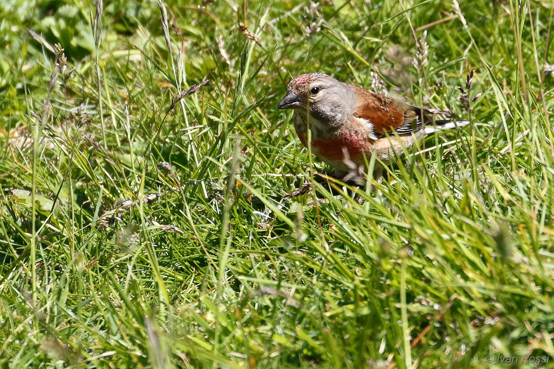 Linnet